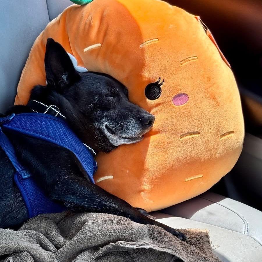 Enlarge Bubba, a Adoptable mixed breed in Fairfax, VA image 6/6