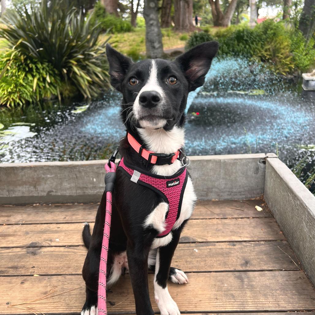 Rosita, Adoptable, Young Female Cattle Dog & Mixed Breed.