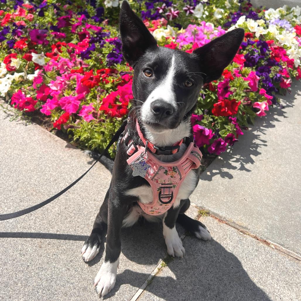 Rosita, a Adoptable mixed breed in San Francisco, CA image 2/6