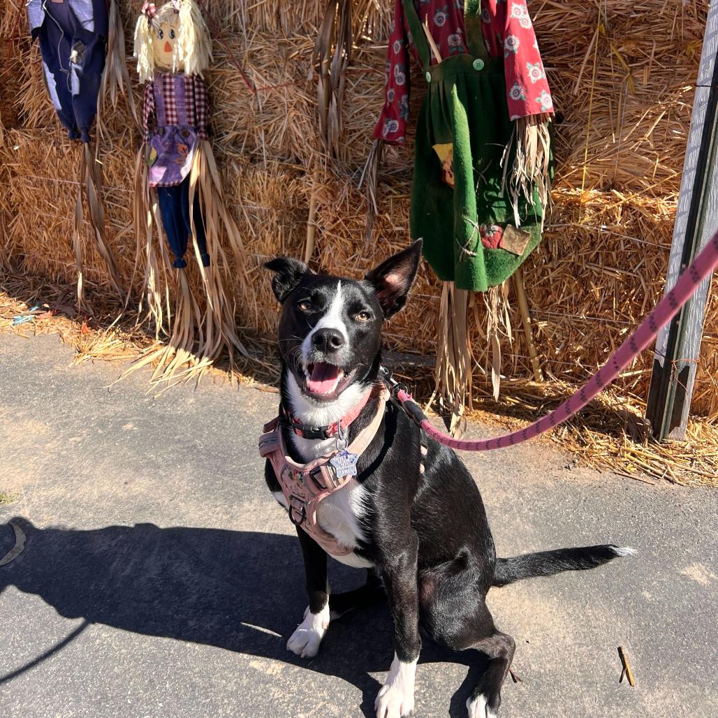 Rosita, a Adoptable mixed breed in San Francisco, CA image 3/6