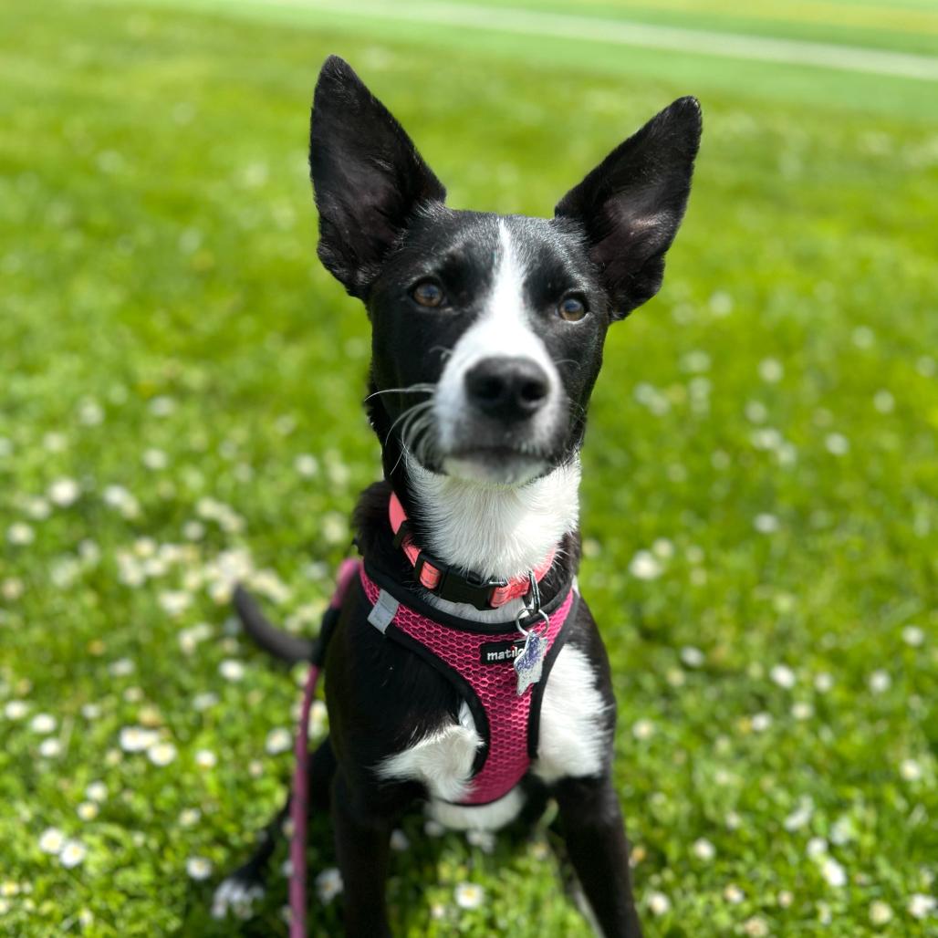Rosita, Adoptable, Young Female Cattle Dog & Mixed Breed.