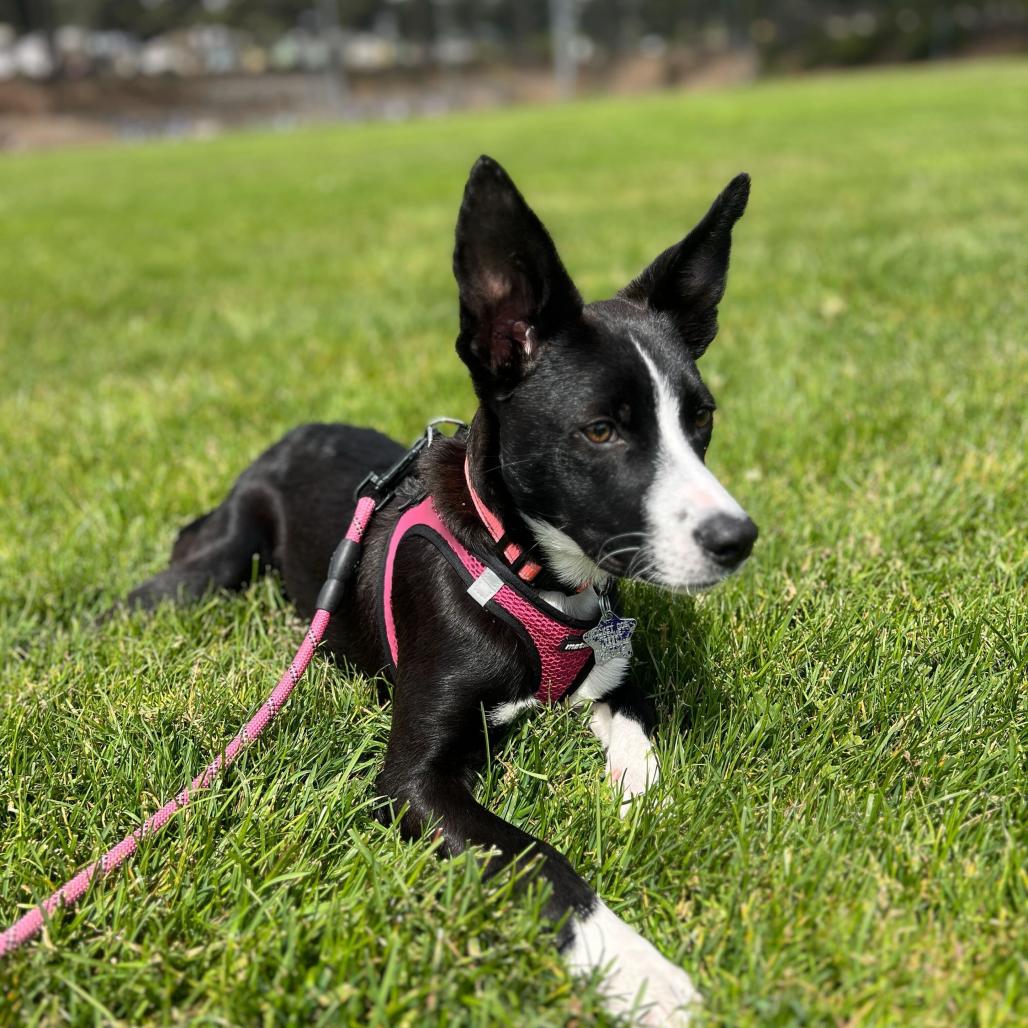 Rosita, a Adoptable mixed breed in San Francisco, CA image 4/6