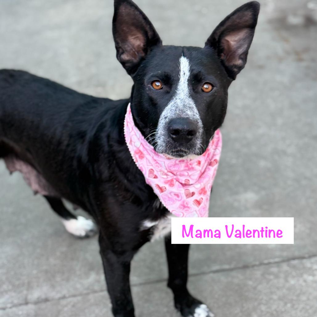 Rosita, a Adoptable mixed breed in San Francisco, CA image 5/6