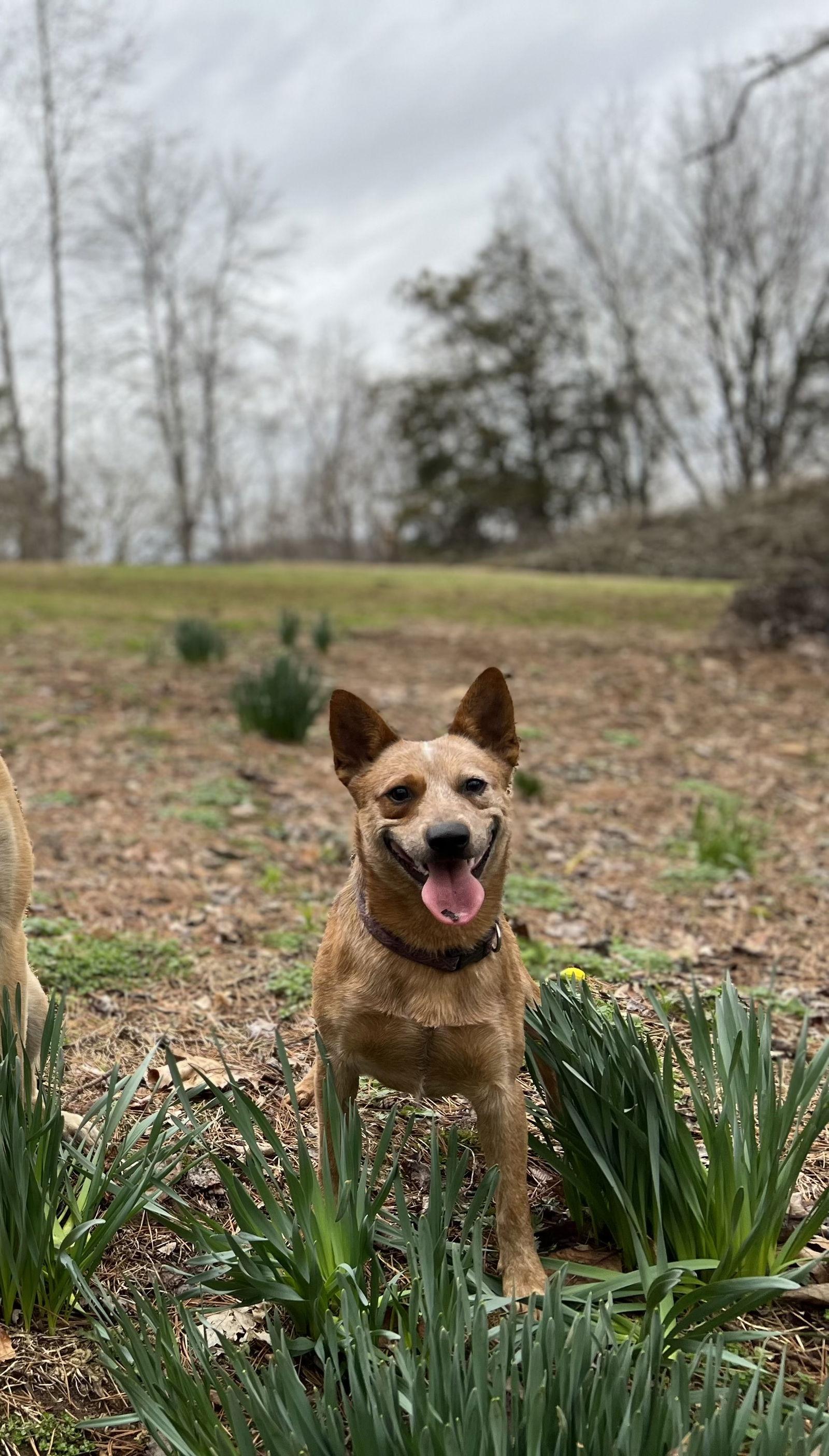 Ringo, Adopted, Adult Male Australian Cattle Dog / Blue Heeler.