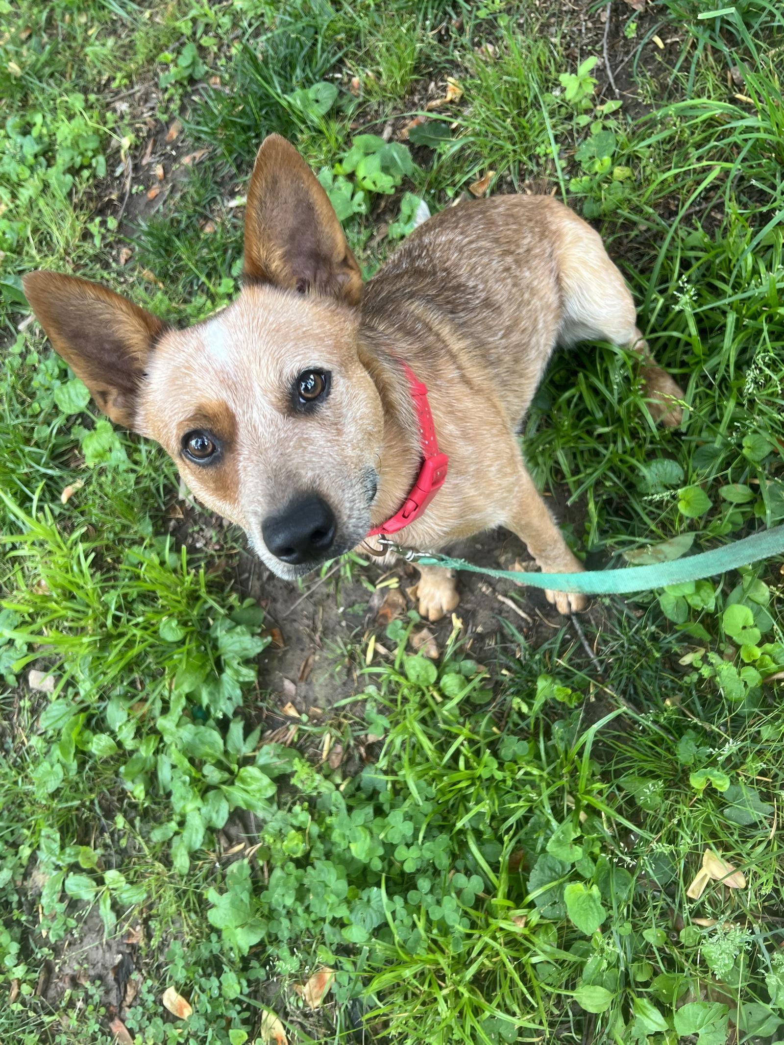 Enlarge Ringo, a Adopted Australian Cattle Dog / Blue Heeler in Mouth Of Wilson, VA image 2/2