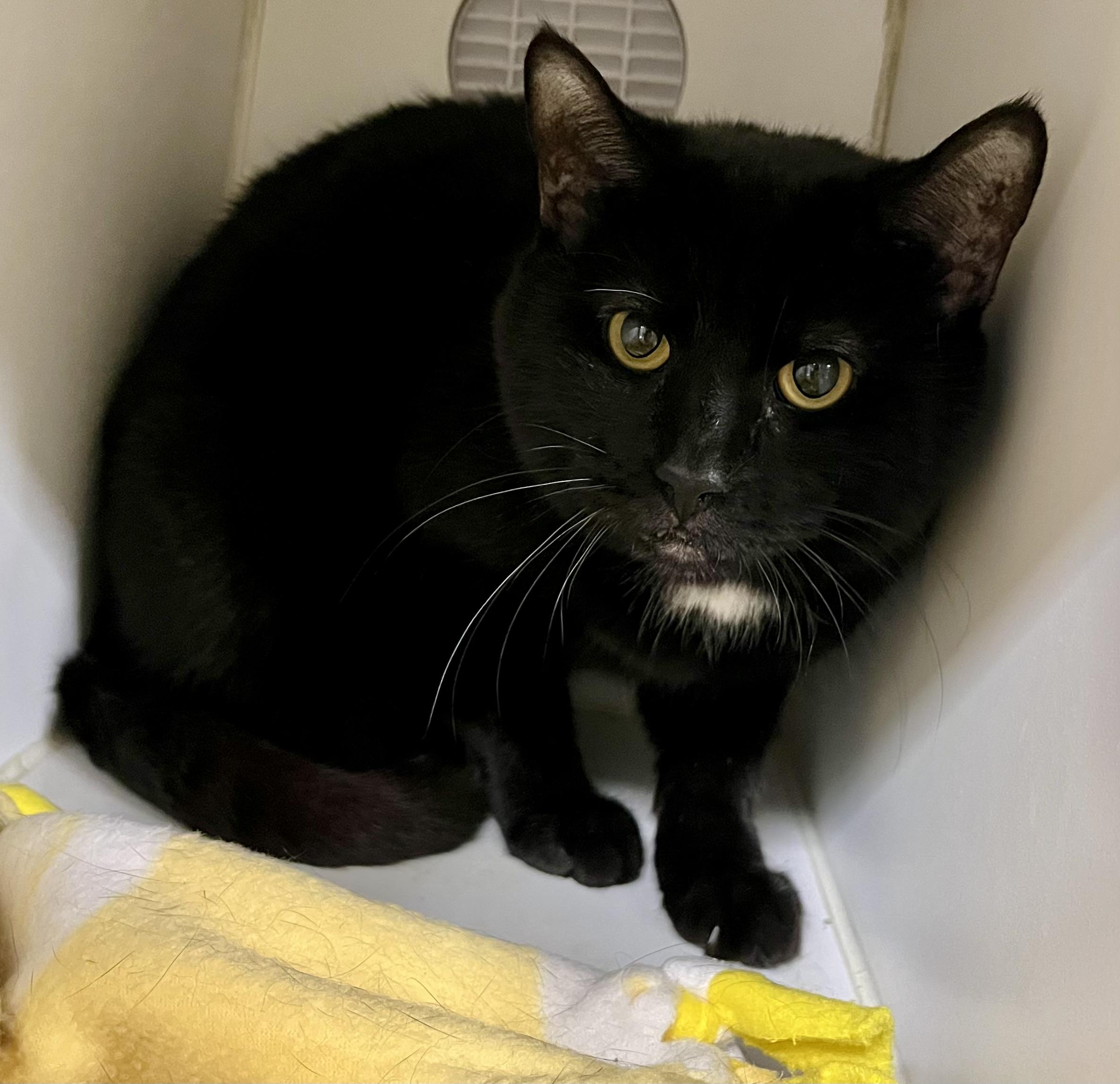 Enlarge Grizzly 2, a Adoptable Domestic Short Hair in Seville, OH image 1/2