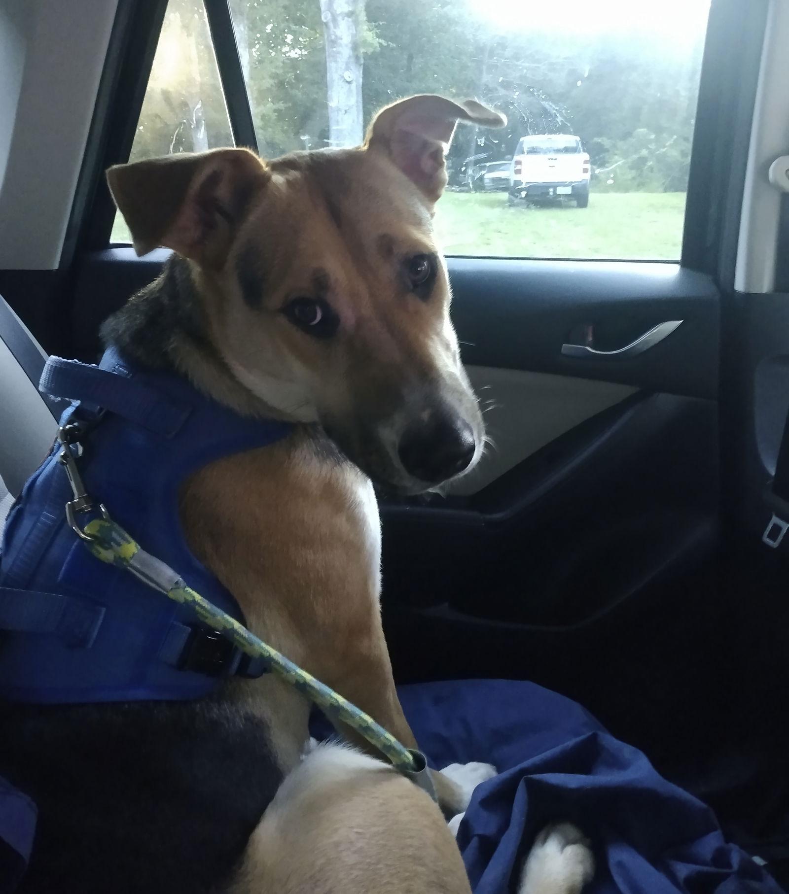 Enlarge Sandy, a Adoptable mixed breed in Rocky Point, NC image 1/3