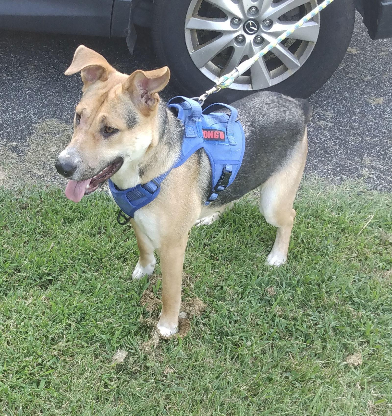 Enlarge Sandy, a Adoptable mixed breed in Rocky Point, NC image 2/3