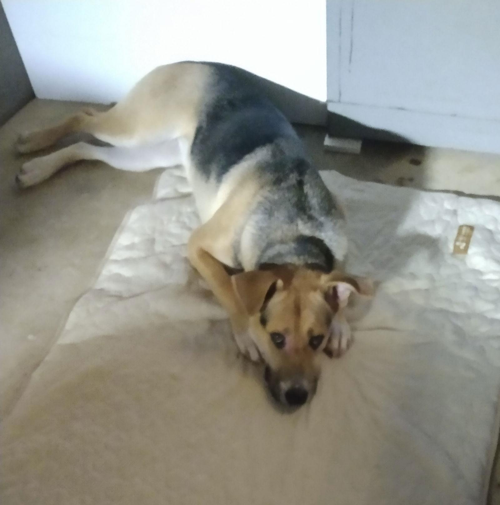 Enlarge Sandy, a Adoptable mixed breed in Rocky Point, NC image 3/3