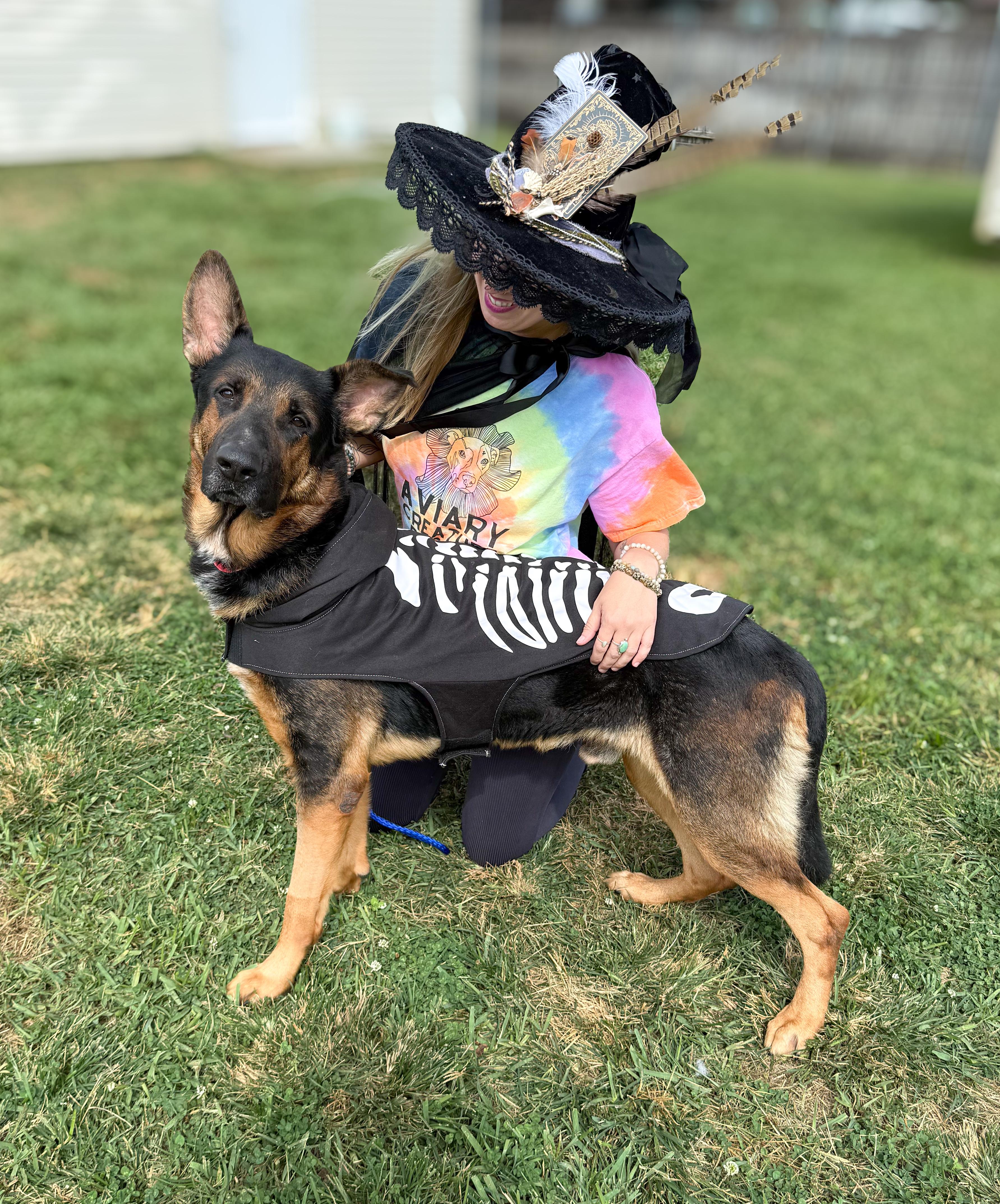 Enlarge Zeus, a Adoptable German Shepherd Dog in New Orleans, LA image 3/5