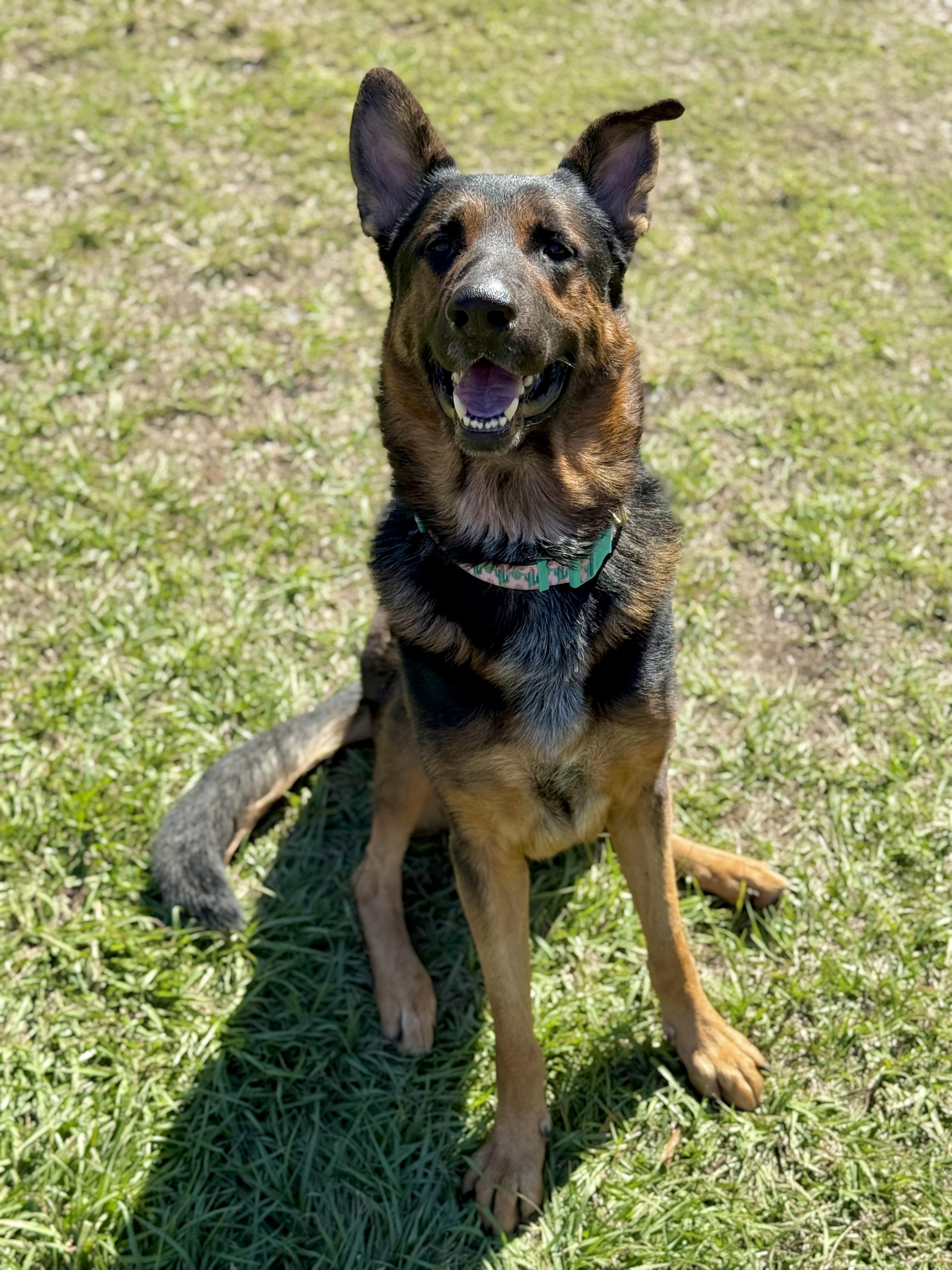 Enlarge Zeus, a Adoptable German Shepherd Dog in New Orleans, LA image 4/5