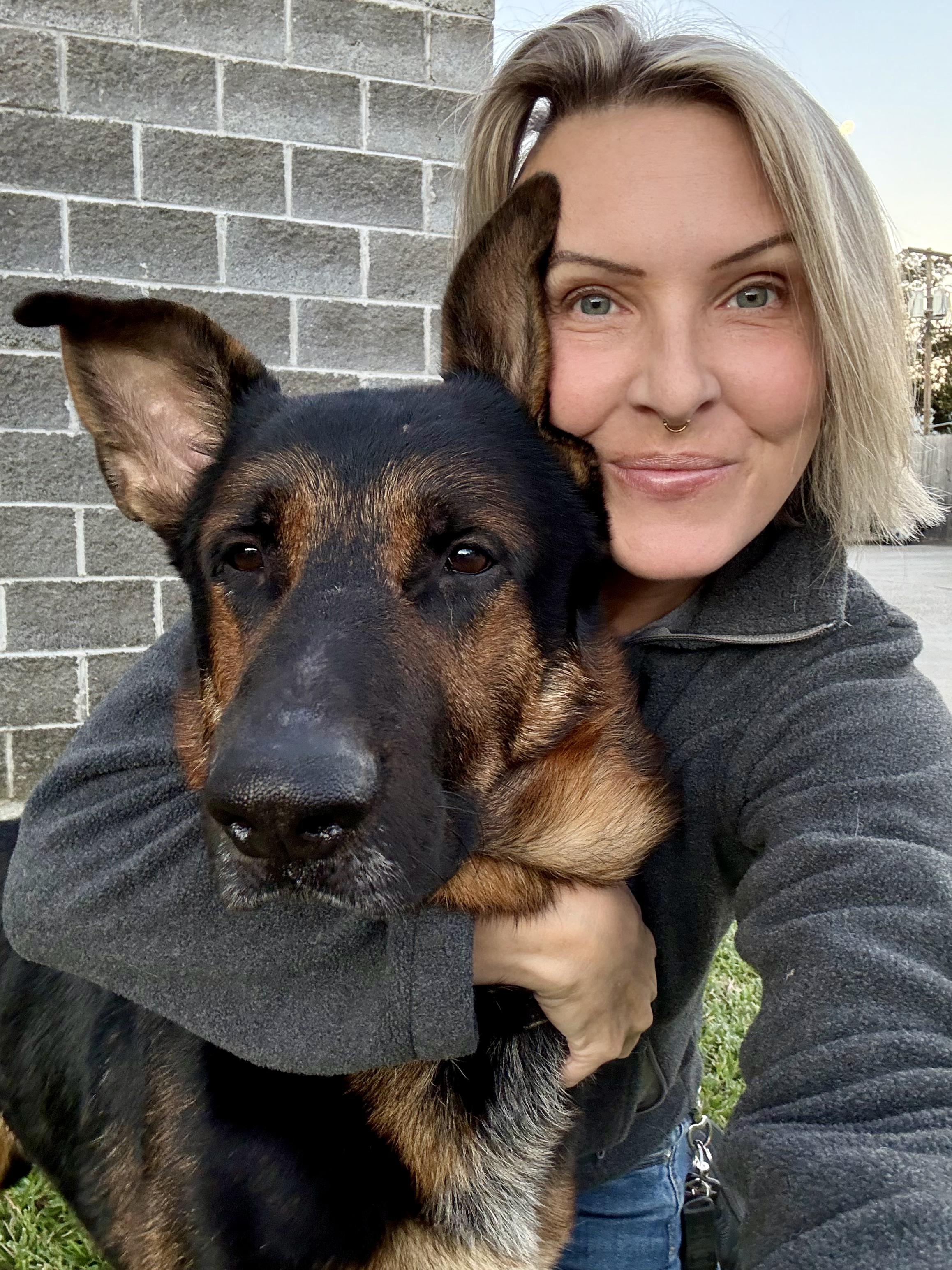 Zeus, Adoptable, Adult Male German Shepherd Dog.