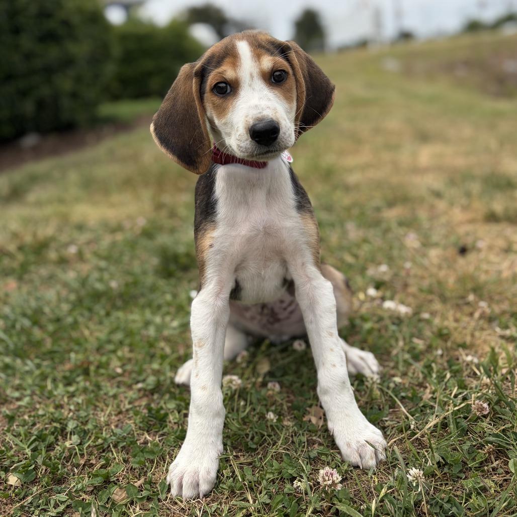 Enlarge Red, a Adoptable Hound in Chesapeake, VA image 1/2