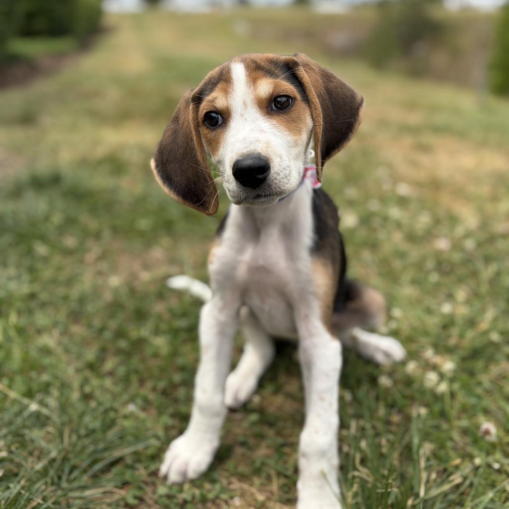 Enlarge Red, a Adoptable Hound in Chesapeake, VA image 2/2
