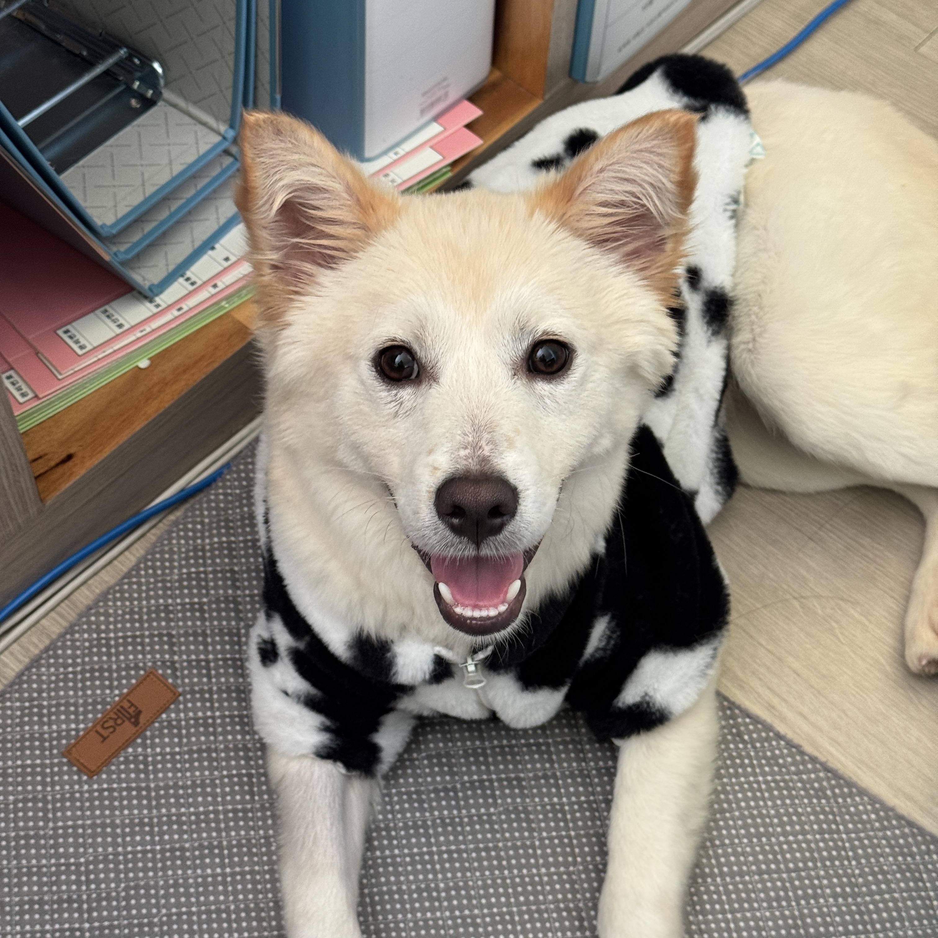 Enlarge Dubu , a Adoptable mixed breed in Astoria, NY image 1/6