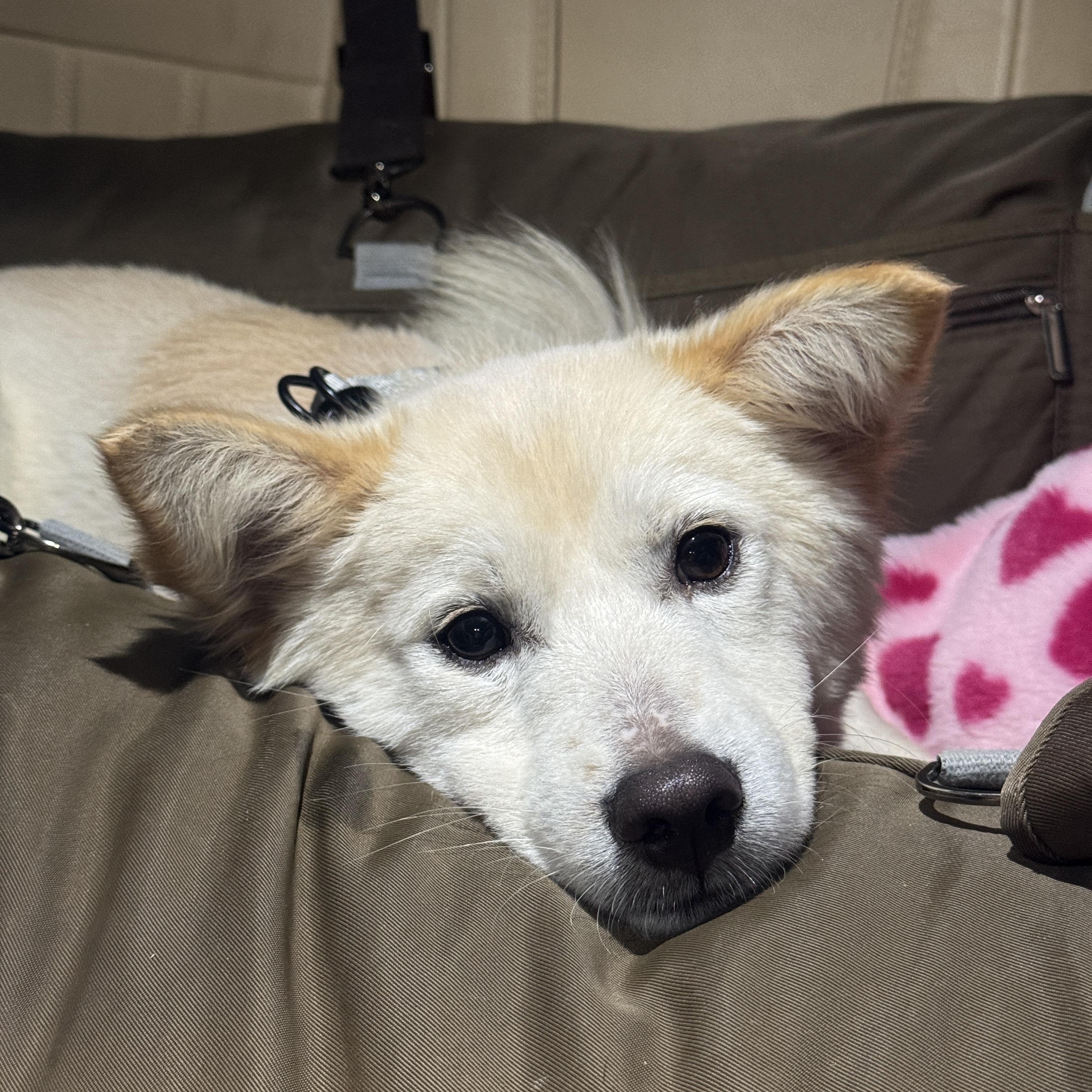 Enlarge Dubu , a Adoptable mixed breed in Astoria, NY image 6/6