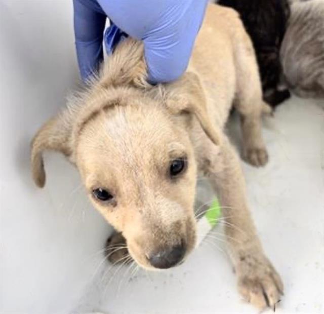 Enlarge STELLA, a Adoptable mixed breed in Houston, TX image 1/1