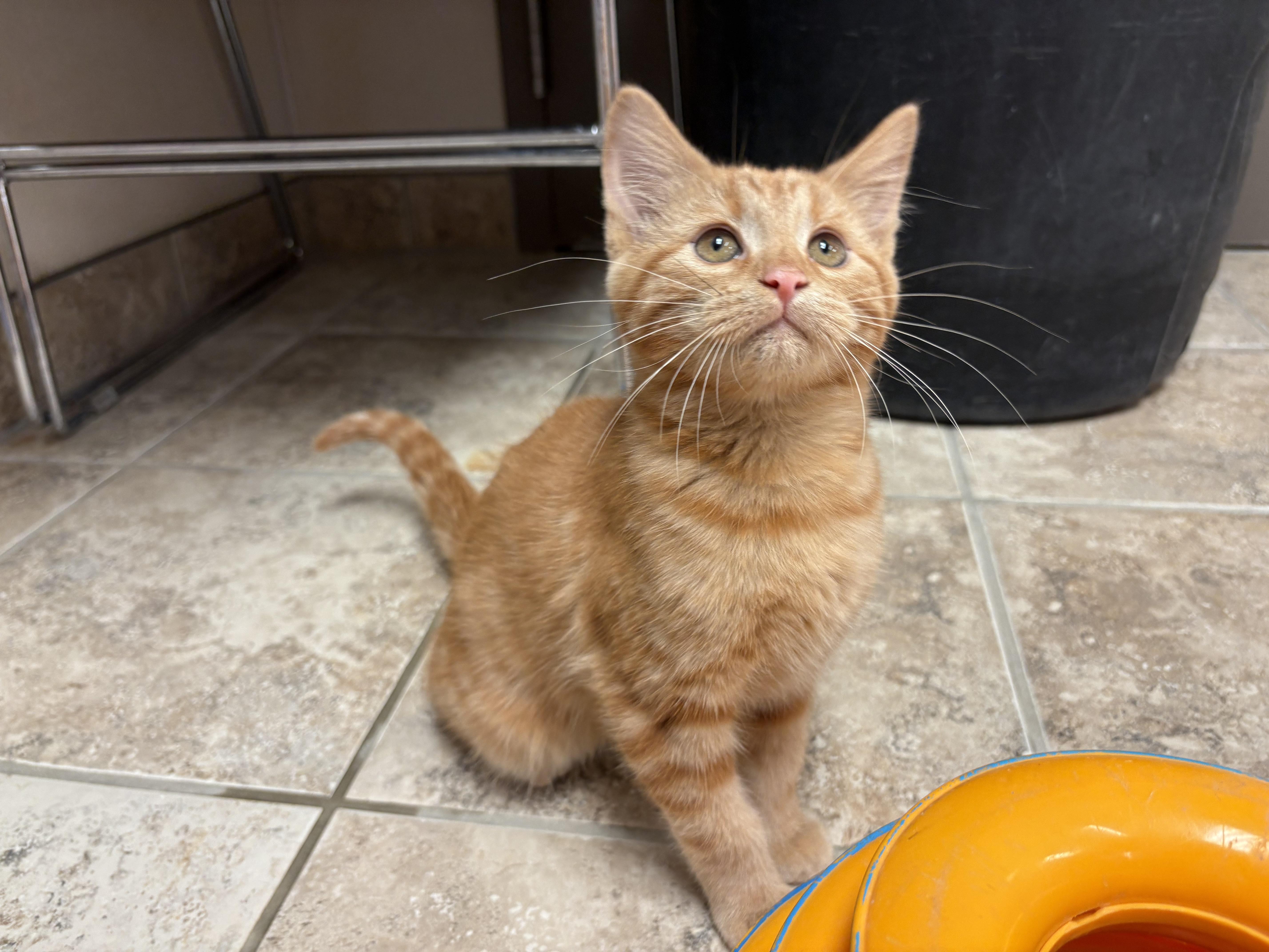 Samara, ADOPTABLE, Kitten Female Domestic Short Hair.