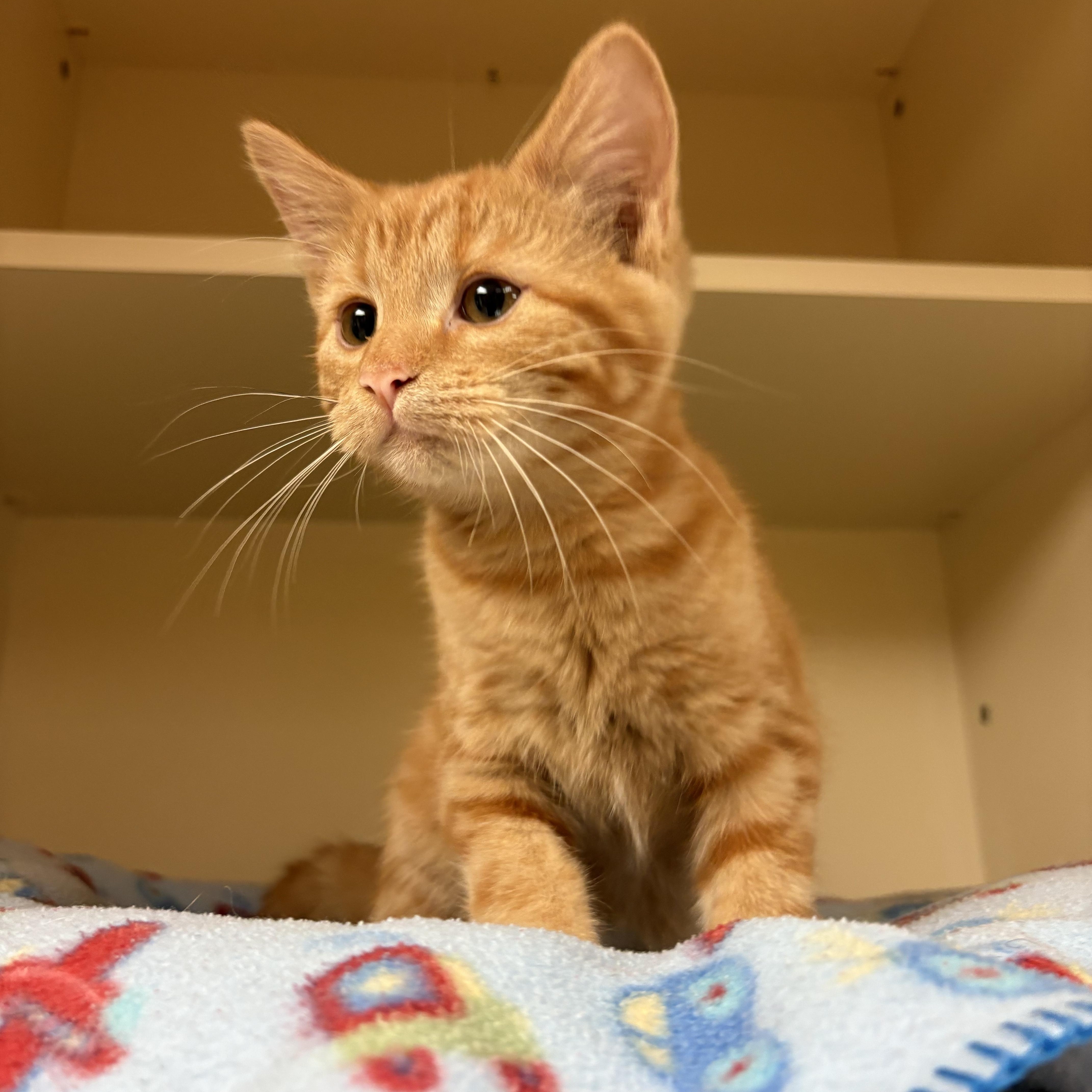 Enlarge Samara, a ADOPTABLE mixed breed in Hays, KS image 2/6