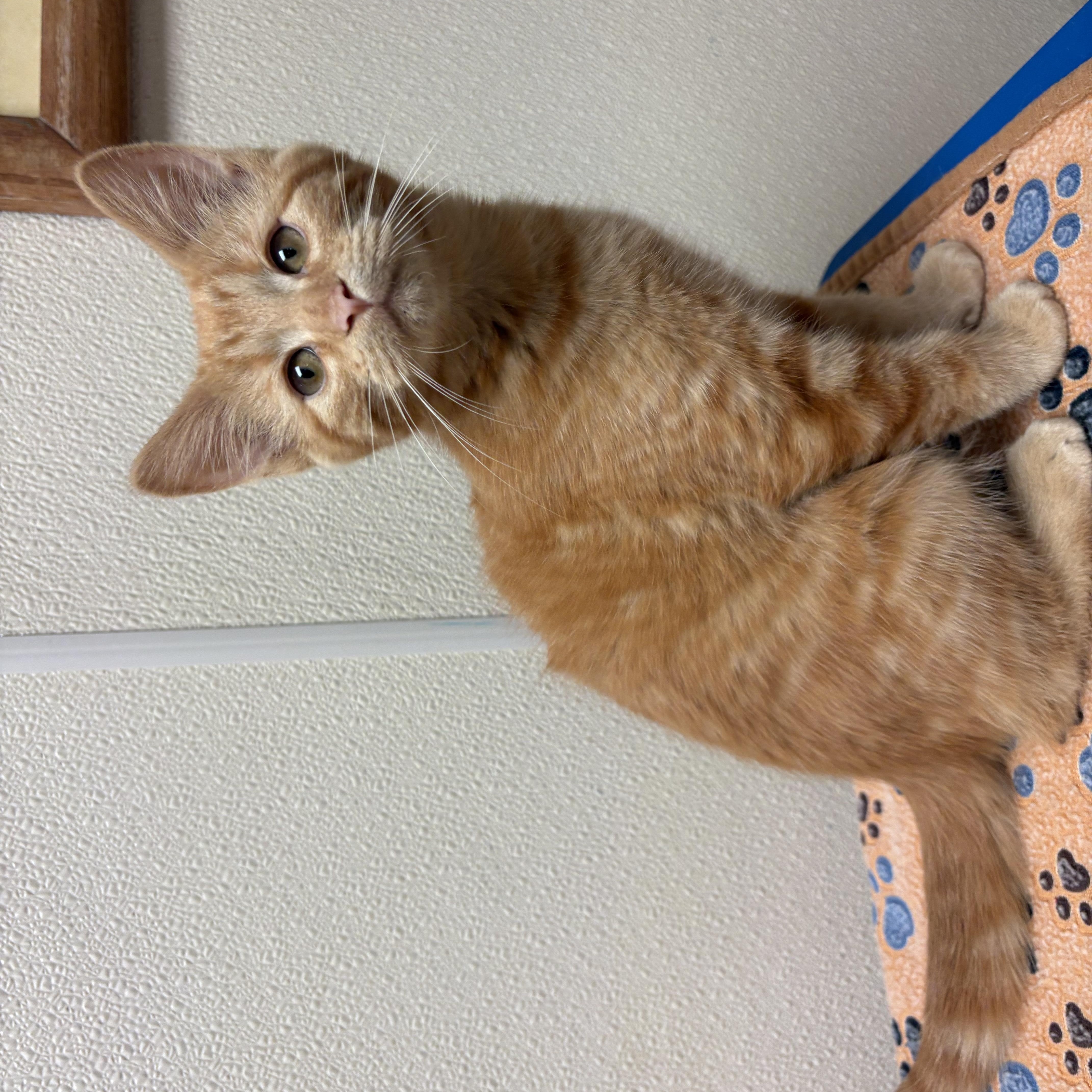 Enlarge Samara, a ADOPTABLE mixed breed in Hays, KS image 3/6