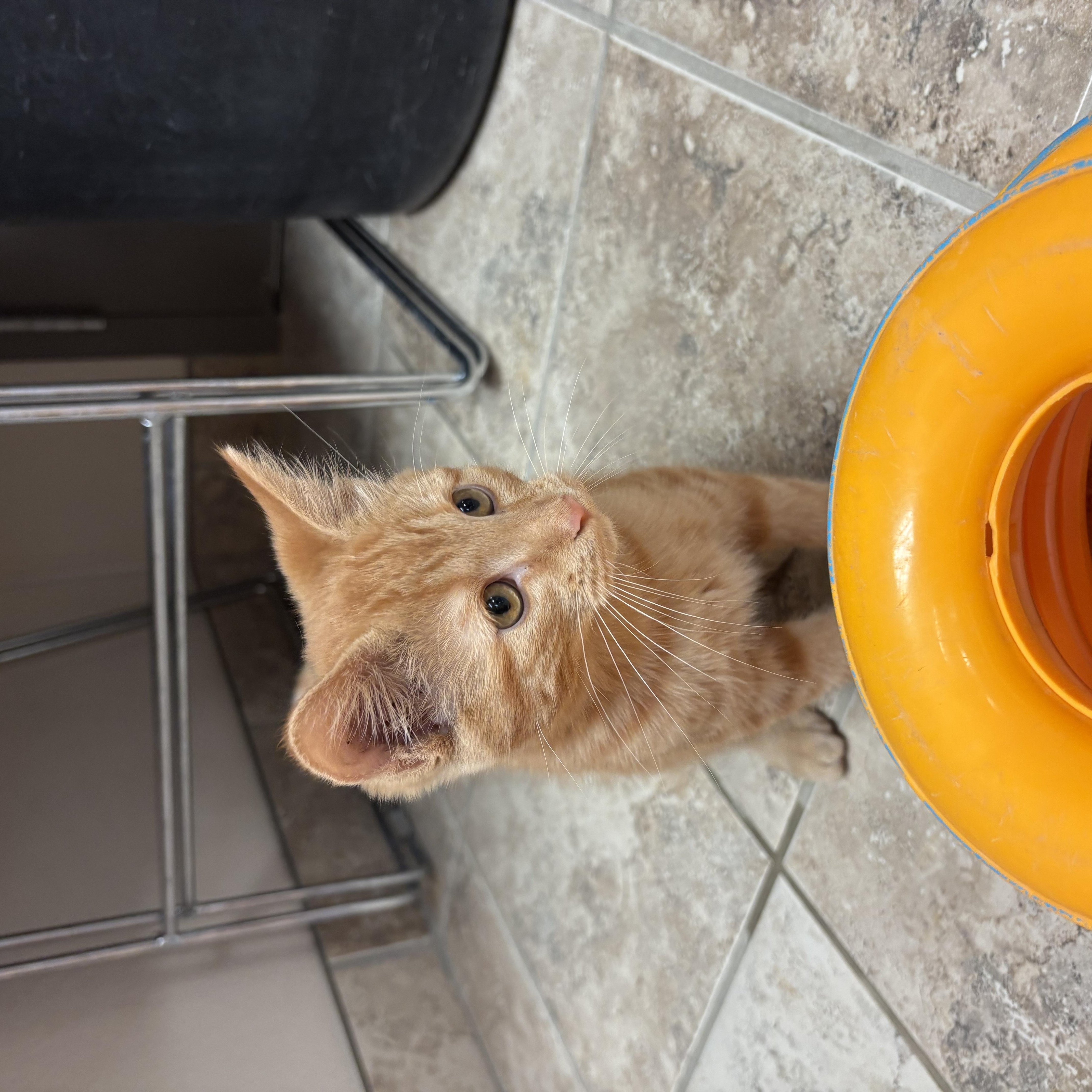 Enlarge Samara, a ADOPTABLE mixed breed in Hays, KS image 5/6