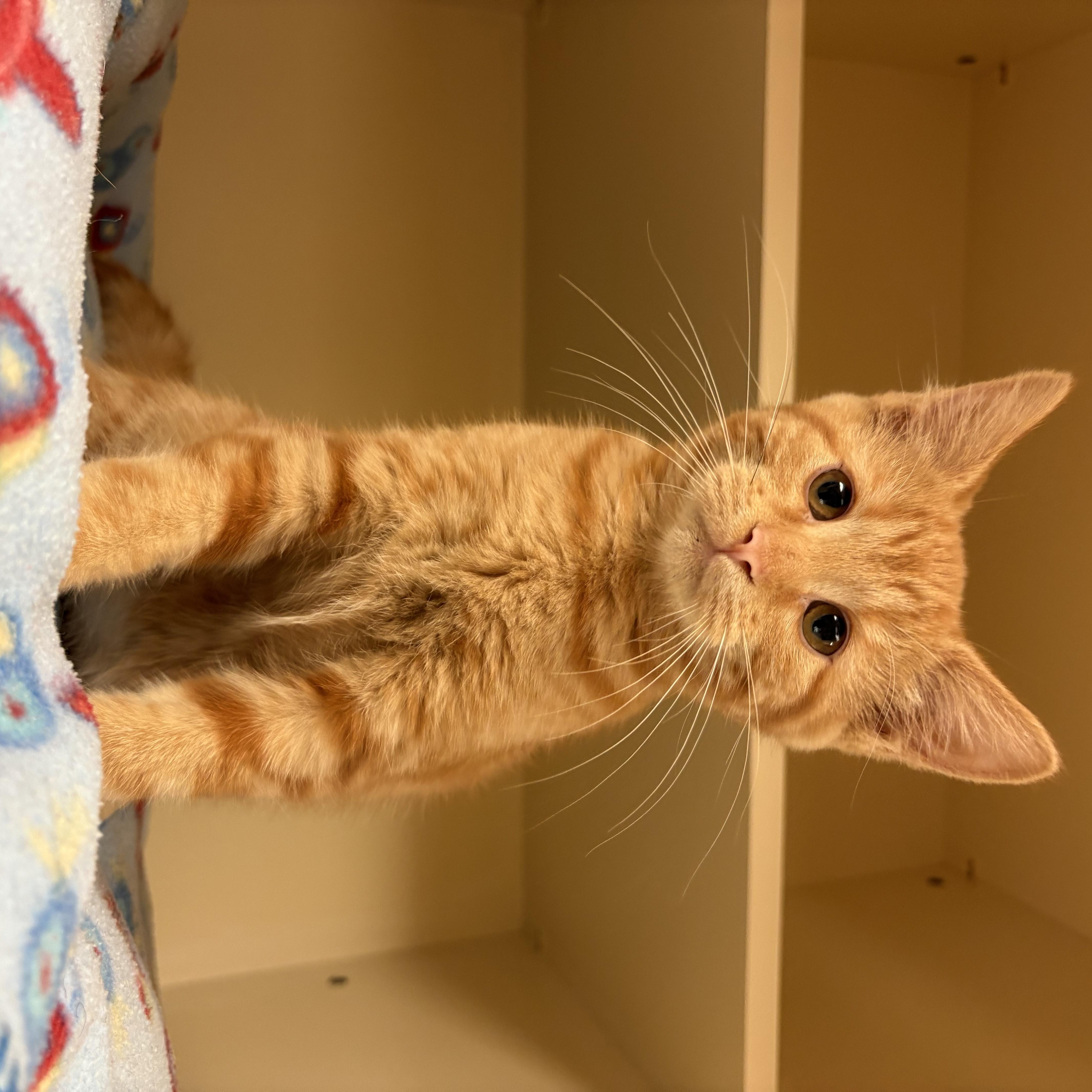 Enlarge Samara, a ADOPTABLE mixed breed in Hays, KS image 4/6