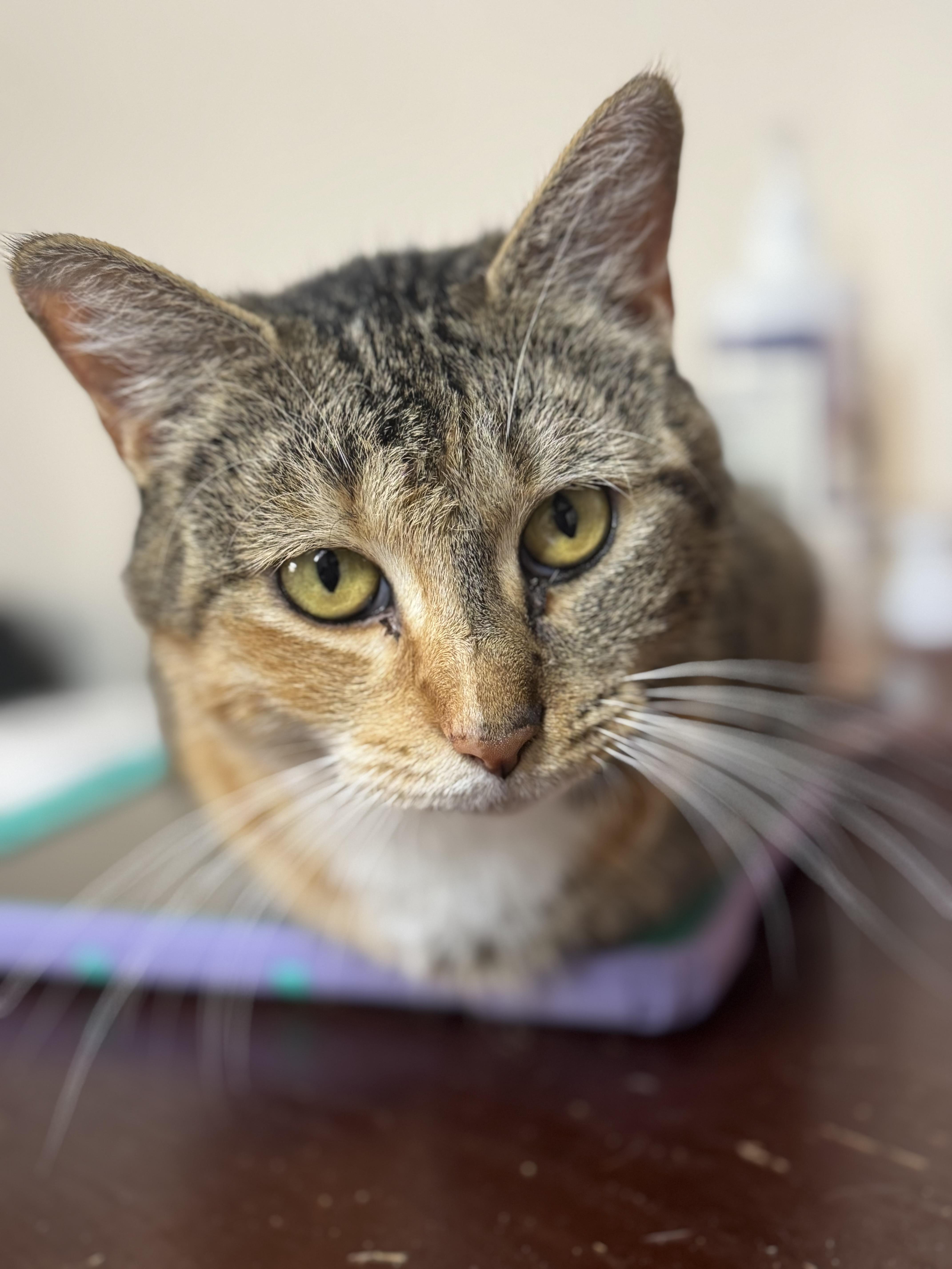 Enlarge Meredith, a Adoptable Domestic Short Hair in Crockett, CA image 2/2