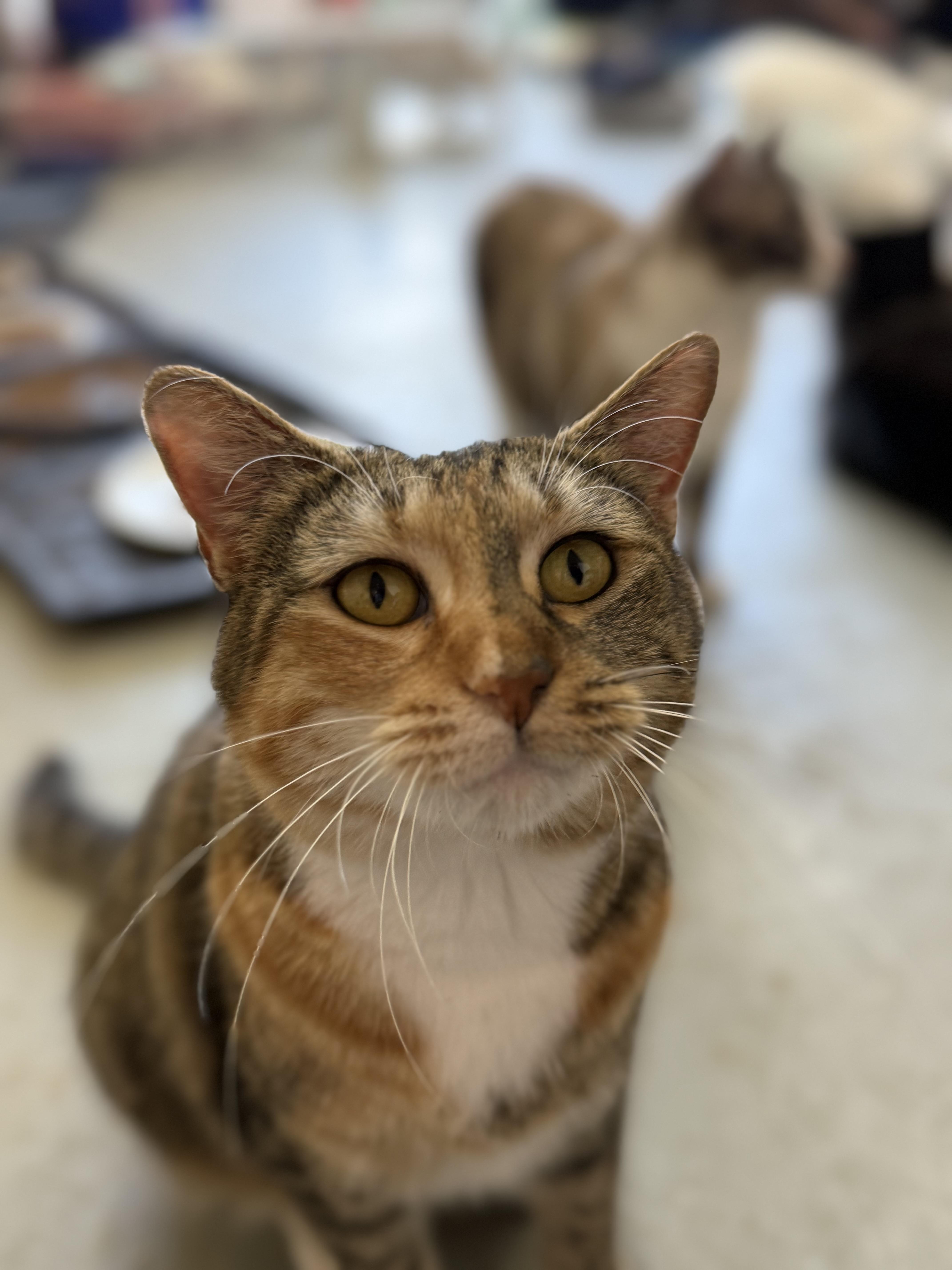 Enlarge Meredith, a Adoptable Domestic Short Hair in Crockett, CA image 1/2