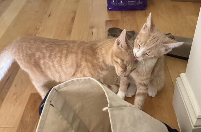 Toast (Male) & Grilled Cheese (Female), adopted, Kitten Male Domestic Short Hair.