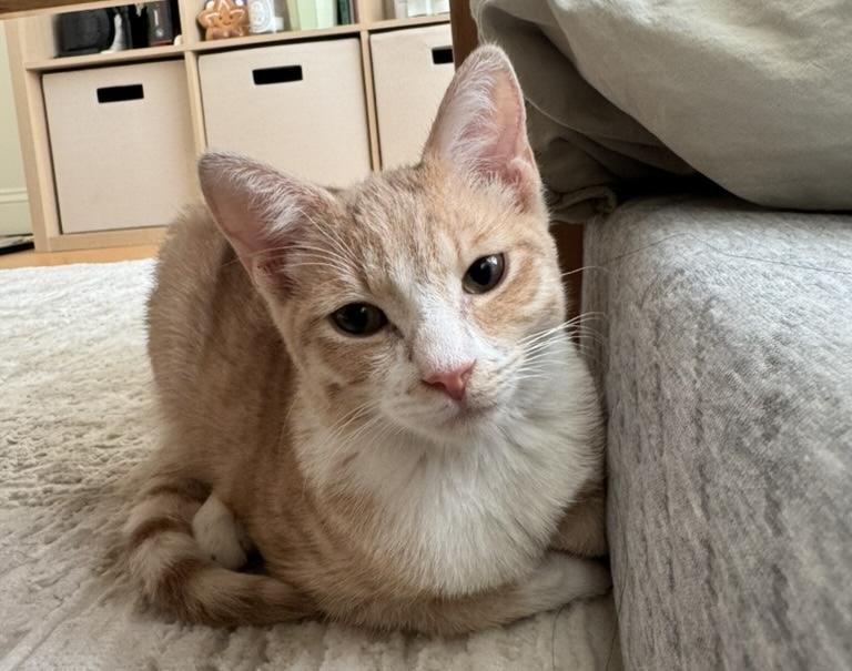 Toast (Male) & Grilled Cheese (Female), an adopted mixed breed in Glenmont, NY image 2/5
