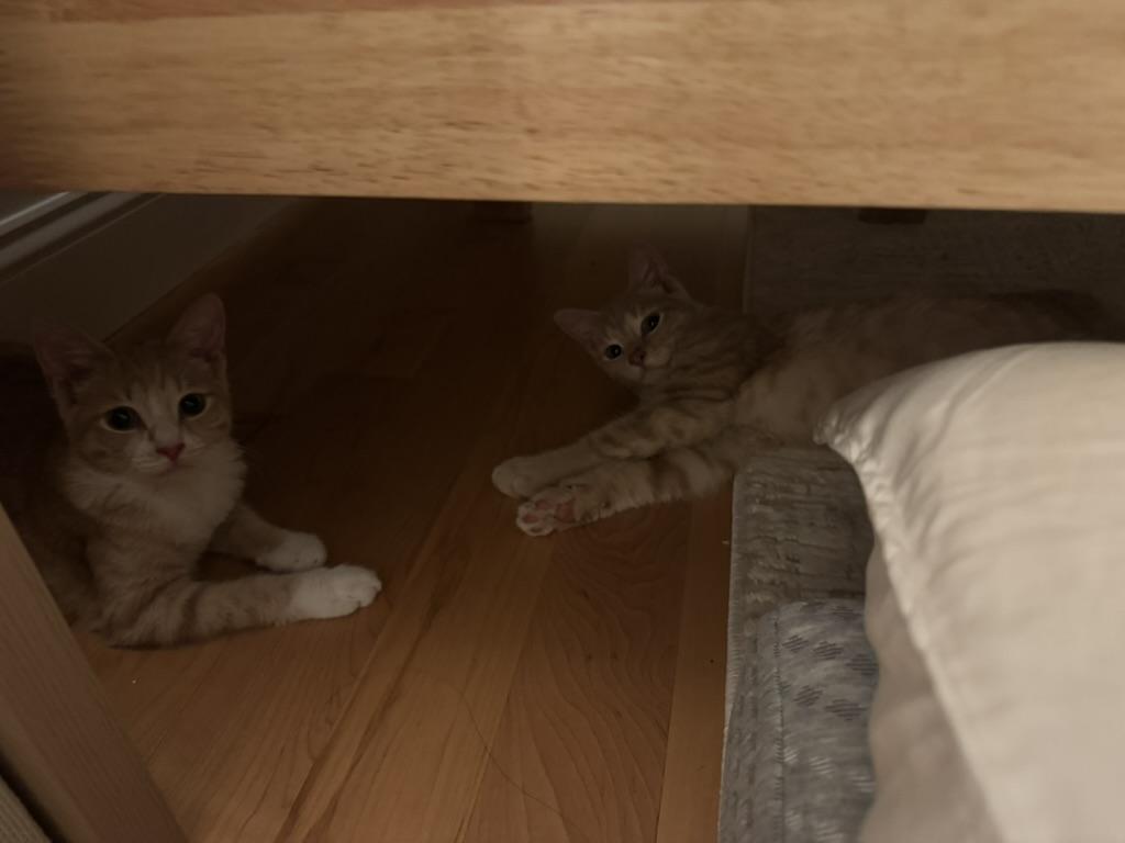 Toast (Male) & Grilled Cheese (Female), an adopted mixed breed in Glenmont, NY image 3/5
