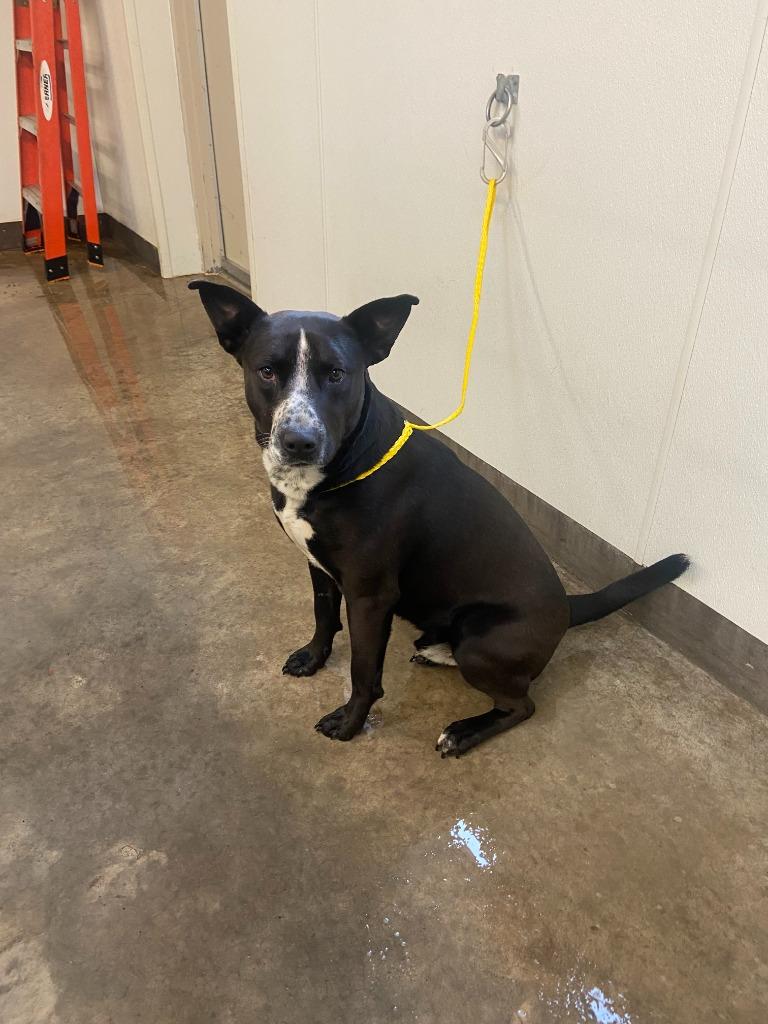 Dog Kennel #34 King, Adoptable, Young Male Pit Bull Terrier & Mixed Breed.