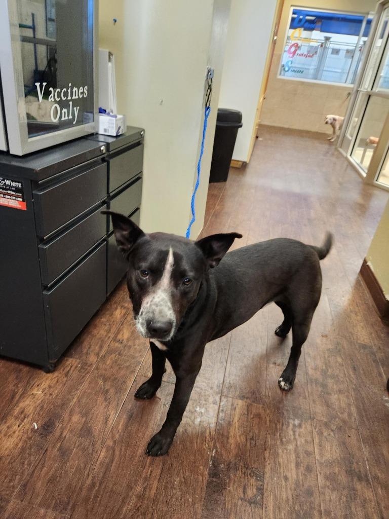 Enlarge Dog Kennel #34 King, a Adoptable mixed breed in Greenville, TX image 3/5