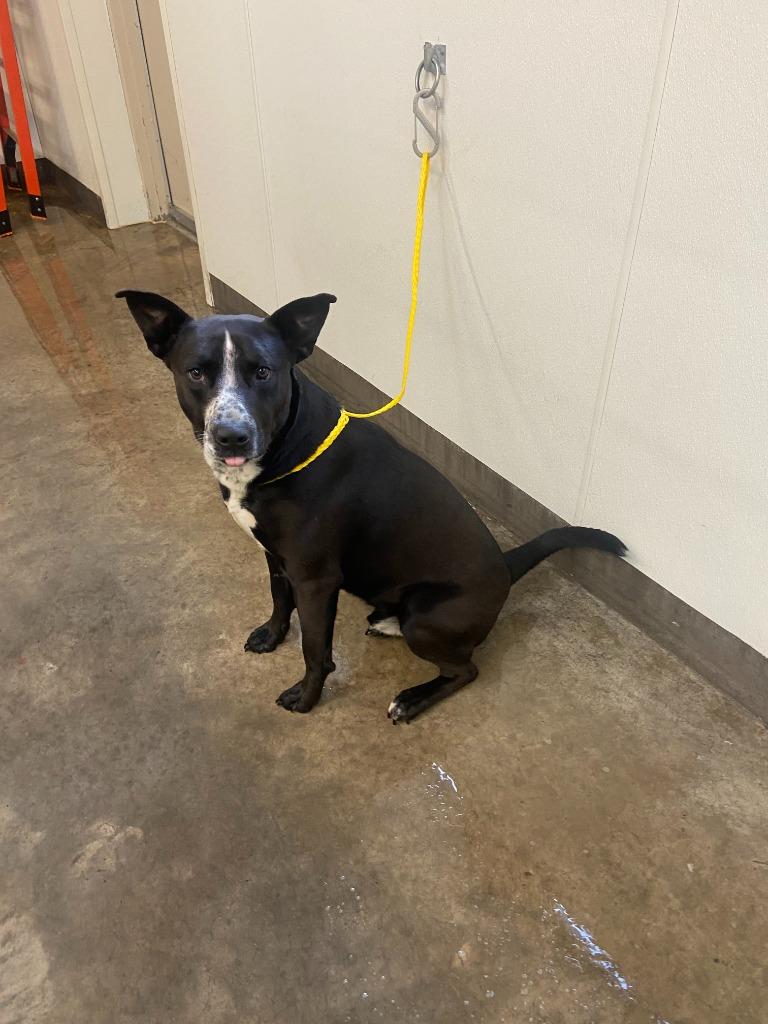 Enlarge Dog Kennel #34 King, a Adoptable mixed breed in Greenville, TX image 4/5