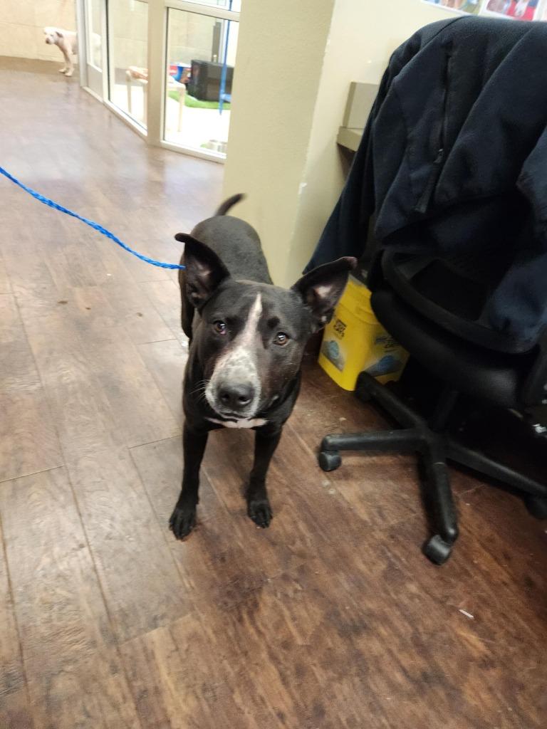 Enlarge Dog Kennel #34 King, a Adoptable mixed breed in Greenville, TX image 5/5