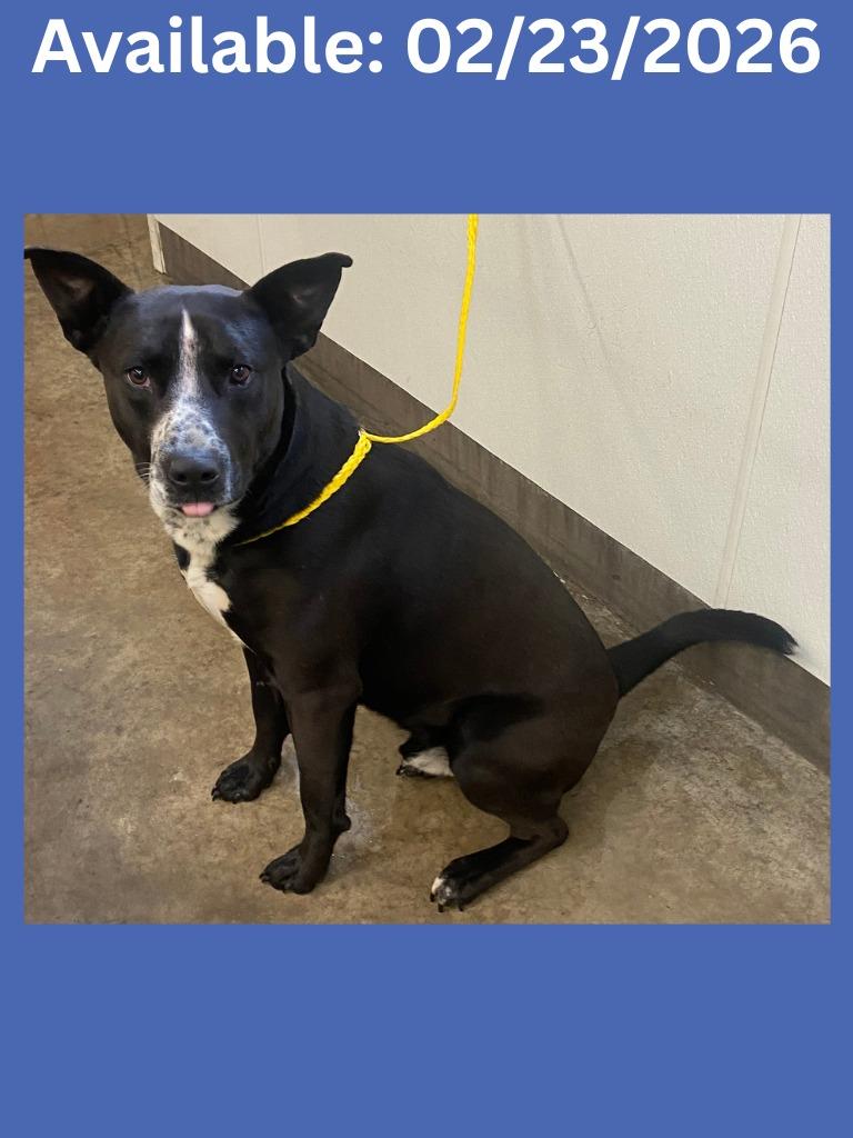 Enlarge Dog Kennel #34 King, a Adoptable mixed breed in Greenville, TX image 5/5