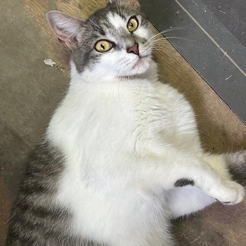 Enlarge Bernadette "Bernie", a Adopted Domestic Short Hair in St Leonard, MD image 1/2