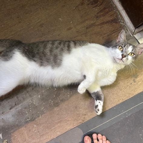 Enlarge Bernadette "Bernie", a Adopted Domestic Short Hair in St Leonard, MD image 2/2