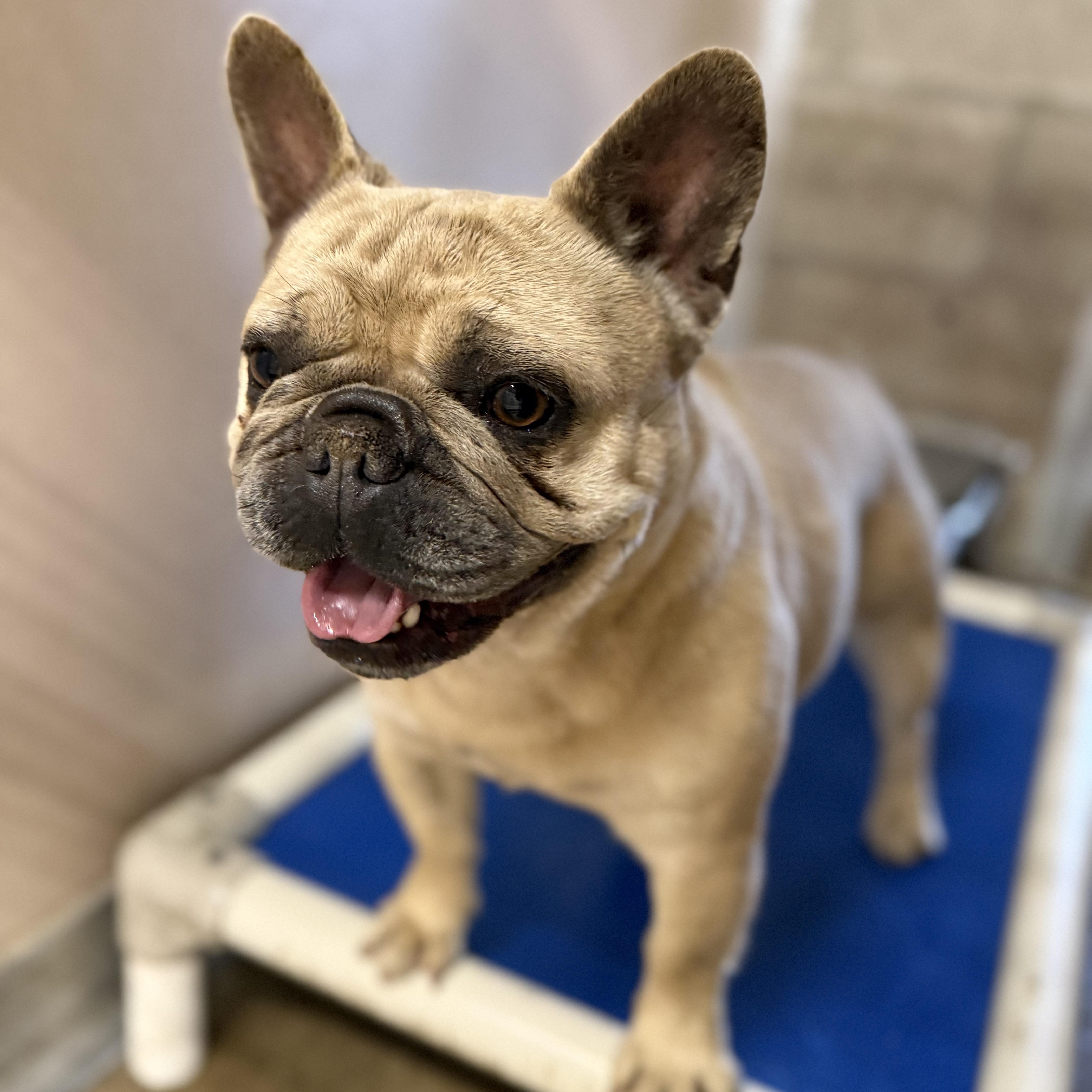 Enlarge Francis, an adopted French Bulldog in Oakdale, CA image 1/1