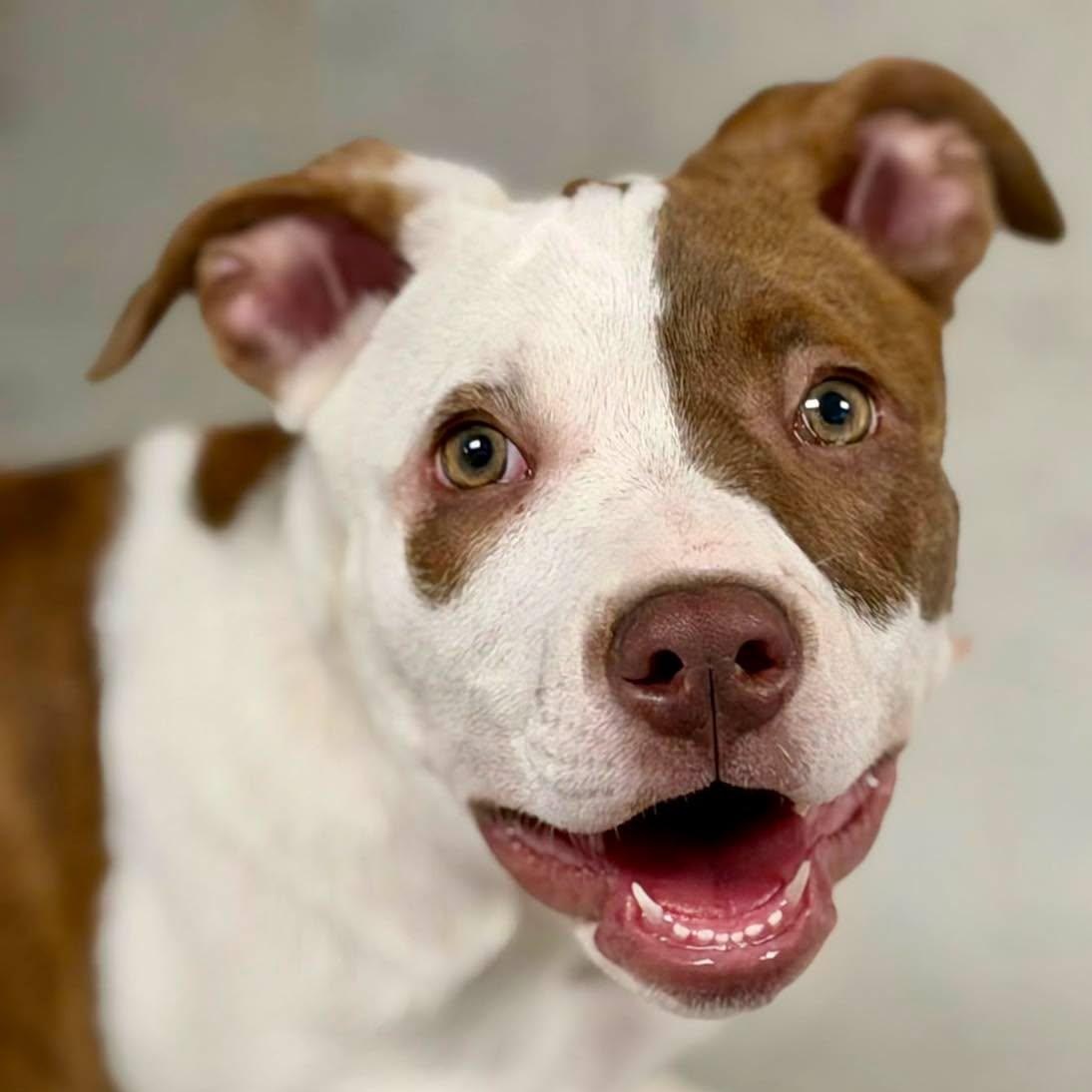 Enlarge Meg, an adopted Pit Bull Terrier in Effingham, IL image 2/3