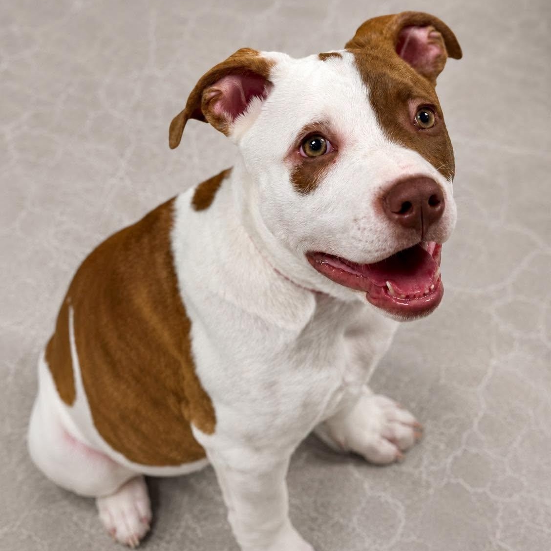 Enlarge Meg, an adopted Pit Bull Terrier in Effingham, IL image 3/3