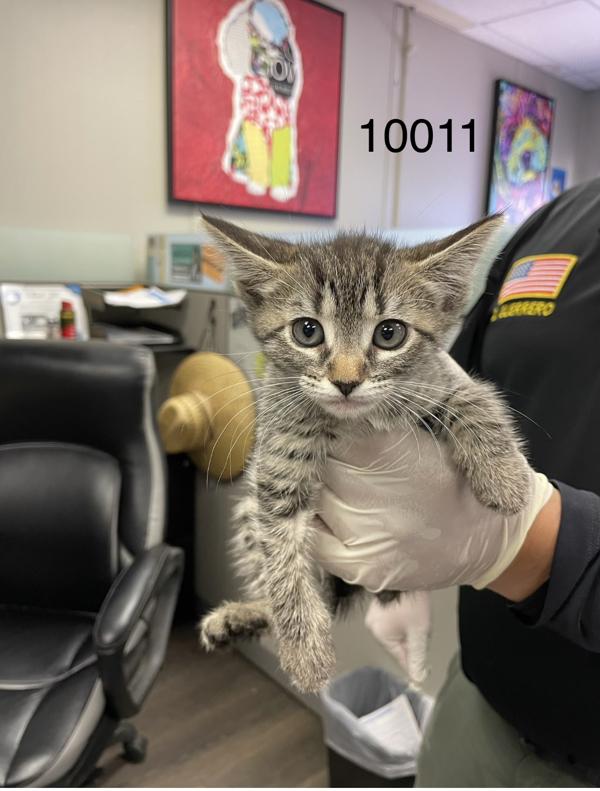 Enlarge Wonder Woman, a Adoptable mixed breed in Victorville, CA image 1/1