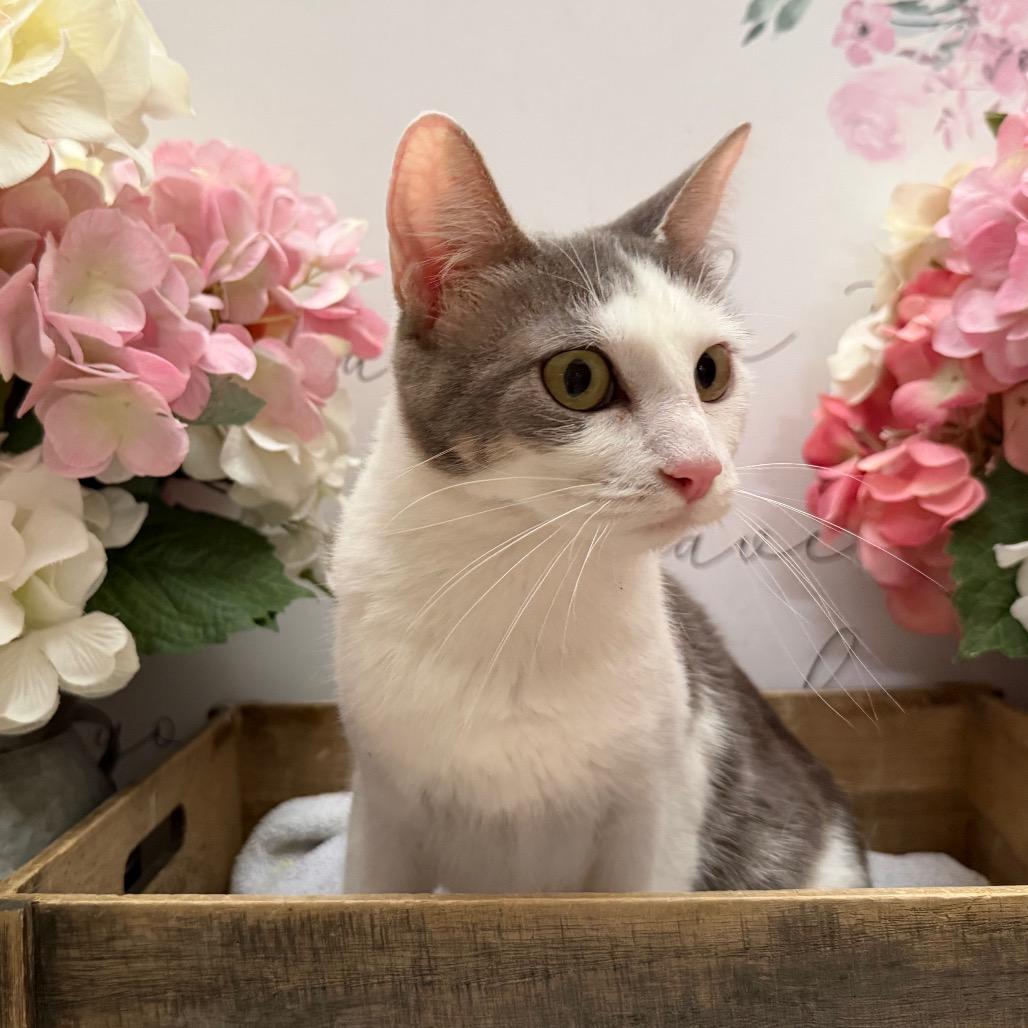 Momma Missy, Adoptable, Adult Female American Shorthair.