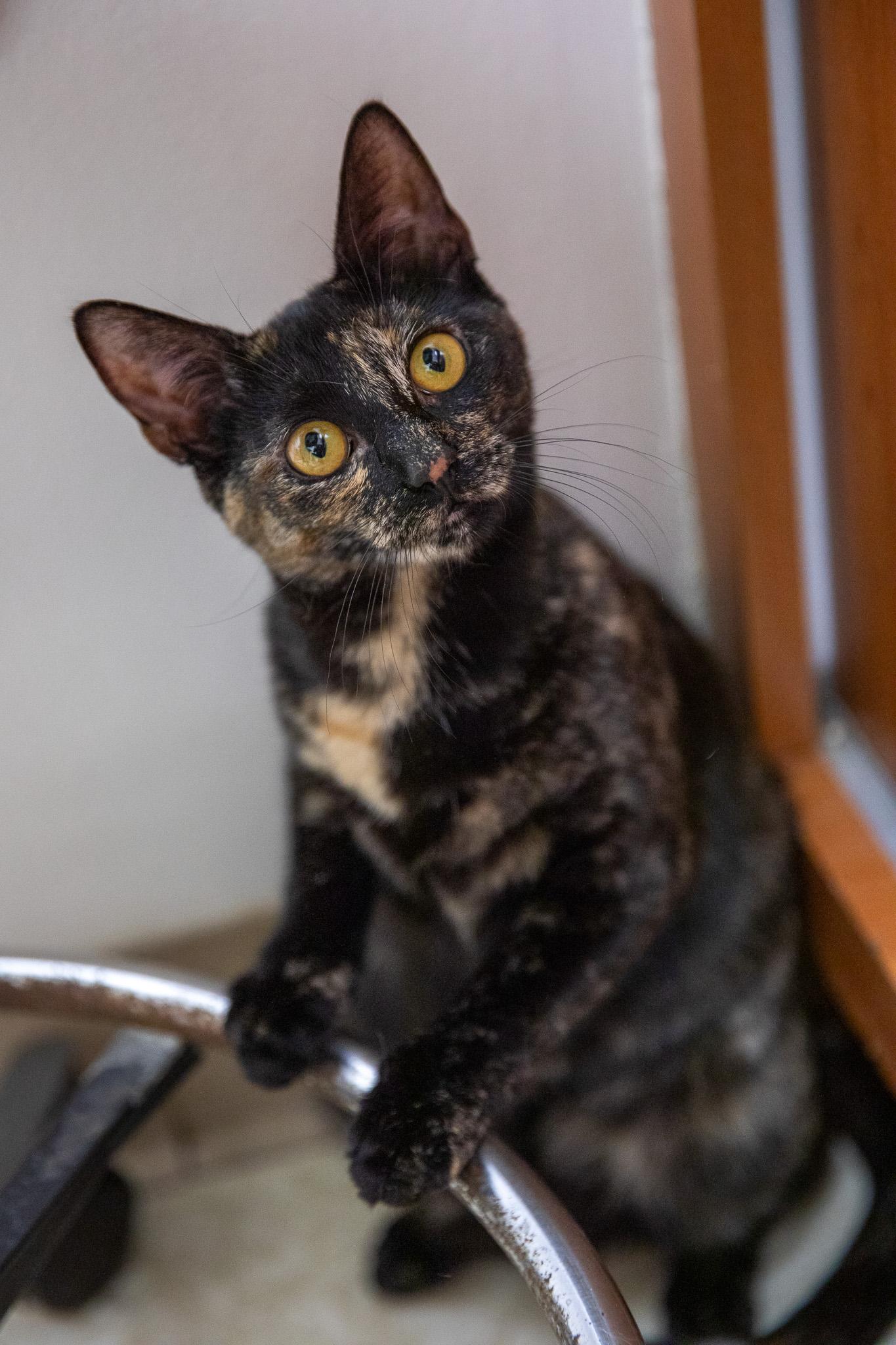 Enlarge Tatiana, a ADOPTABLE Domestic Short Hair in Montclair, NJ image 2/6