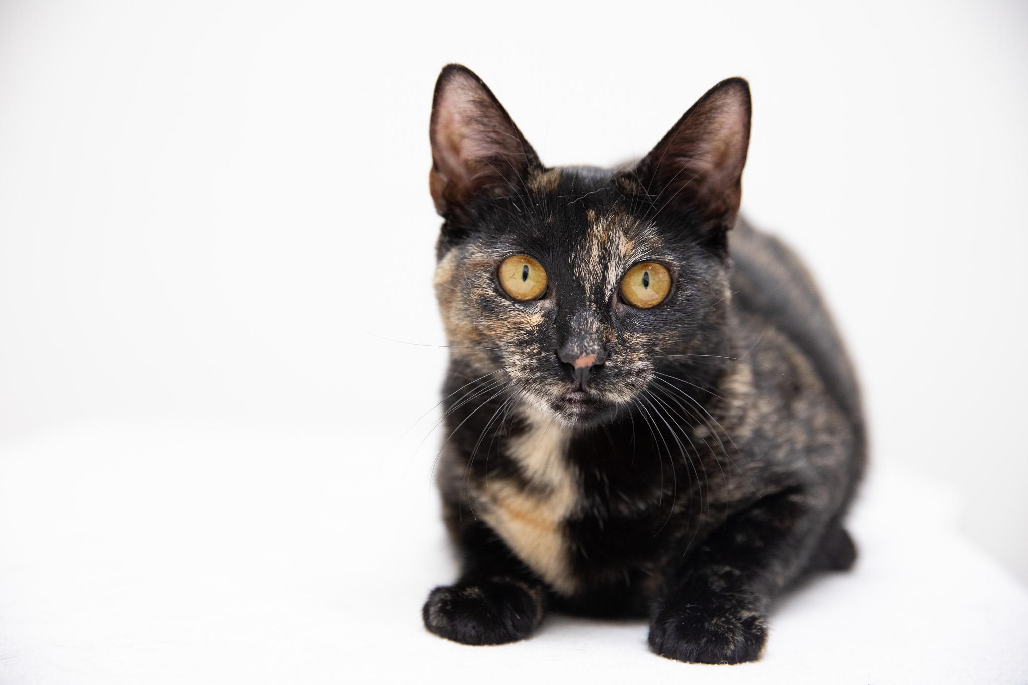 Enlarge Tatiana, a ADOPTABLE Domestic Short Hair in Montclair, NJ image 6/6