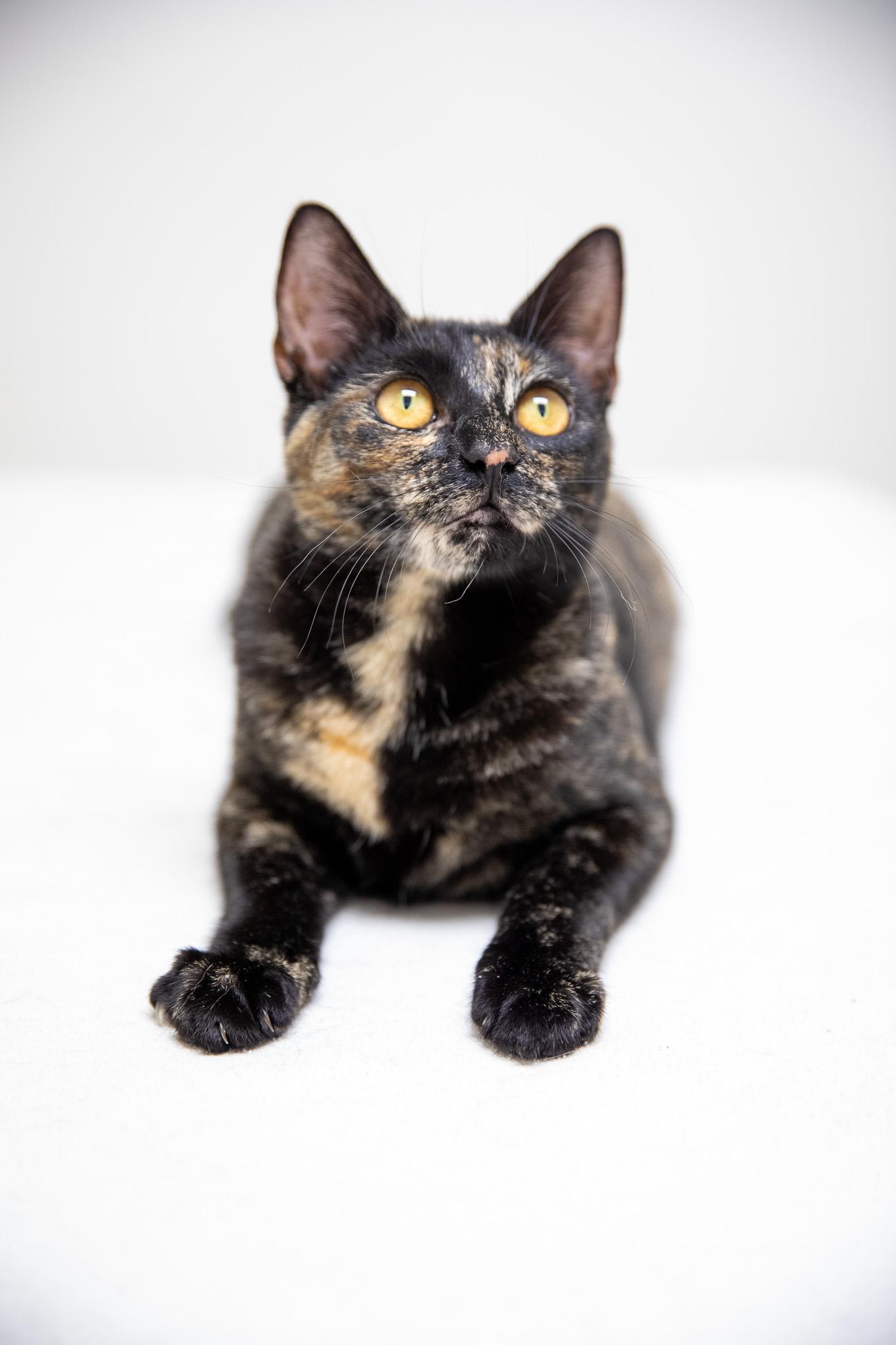 Enlarge Tatiana, a ADOPTABLE Domestic Short Hair in Montclair, NJ image 3/6