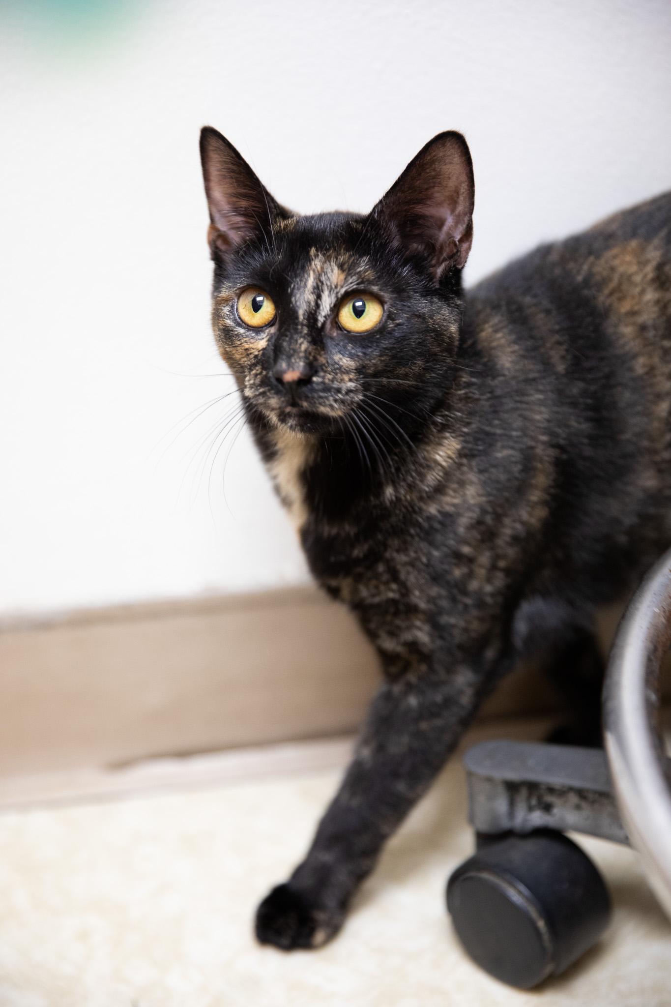 Enlarge Tatiana, a ADOPTABLE Domestic Short Hair in Montclair, NJ image 5/6