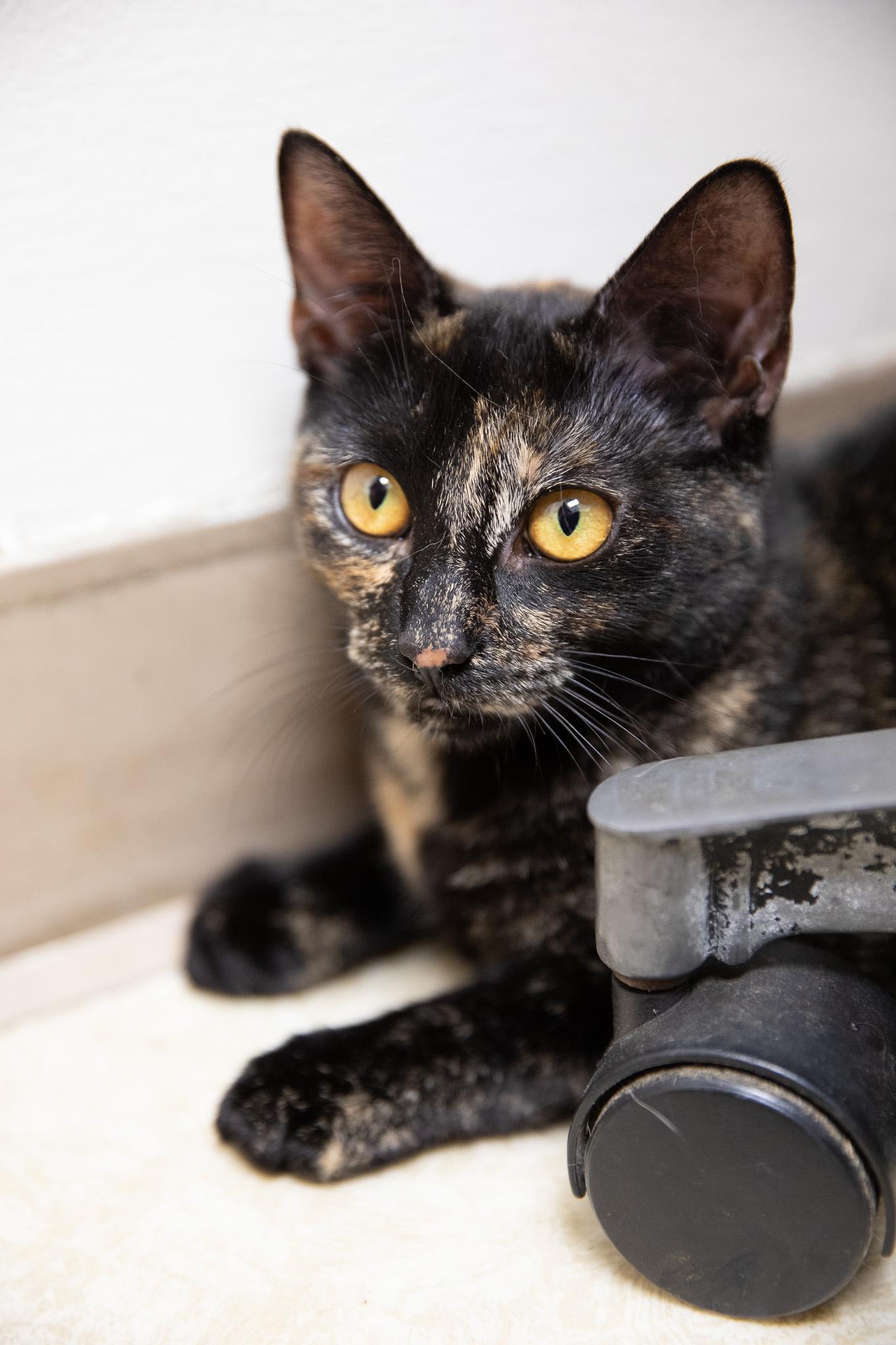 Tatiana, ADOPTABLE, Young Female Domestic Short Hair.