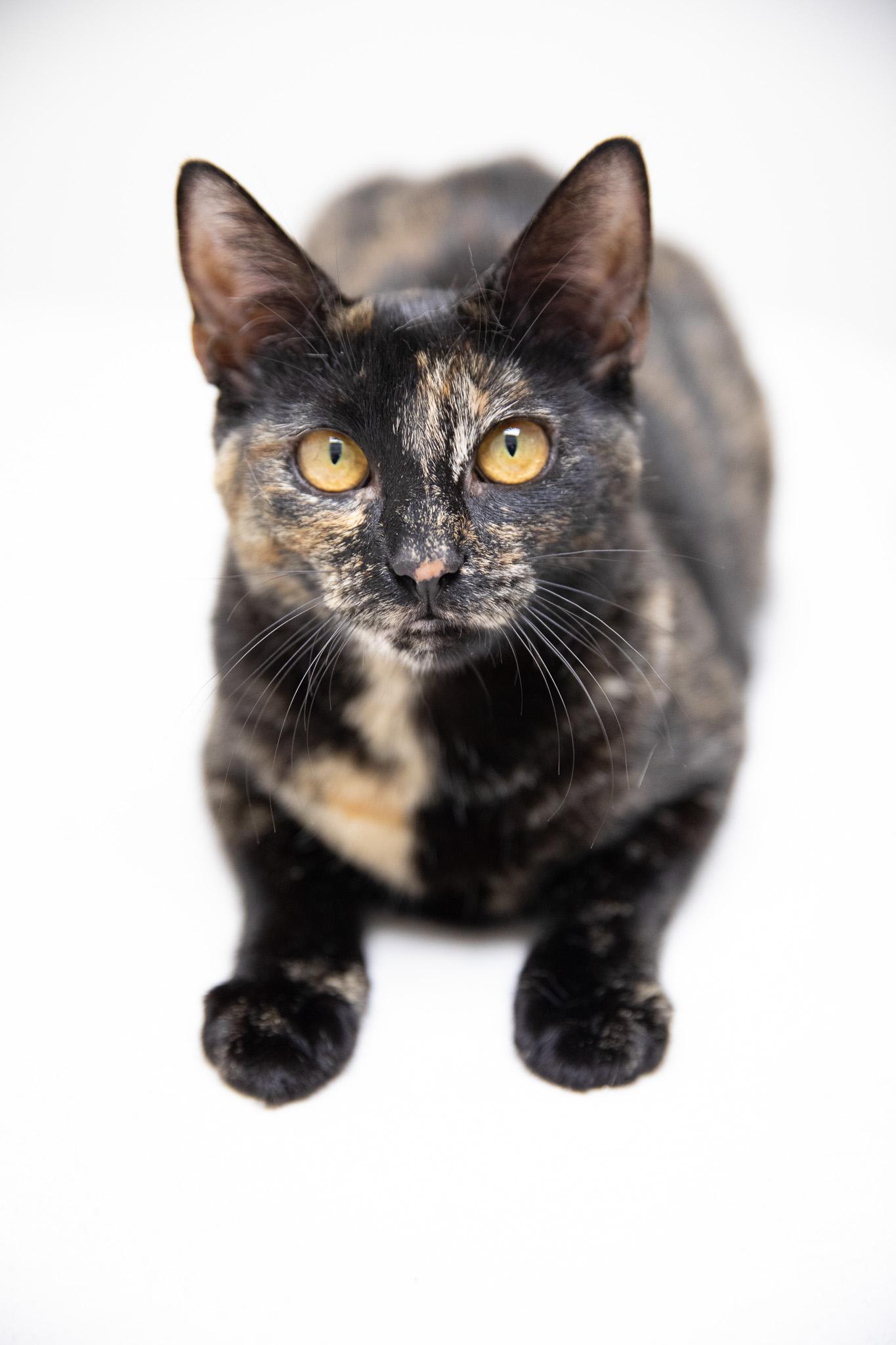 Enlarge Tatiana, a ADOPTABLE Domestic Short Hair in Montclair, NJ image 4/6