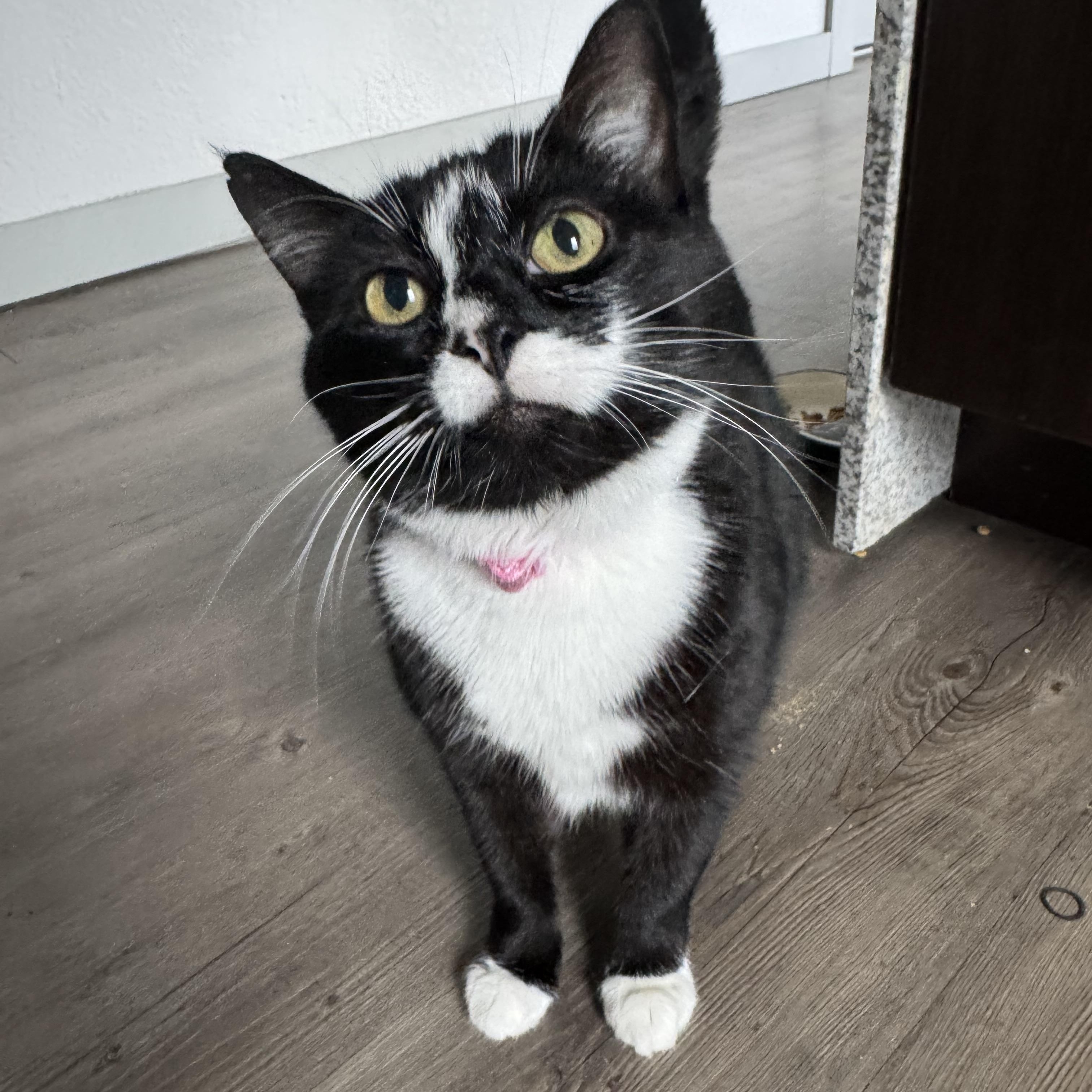 Enlarge Queen Sarabi, a Adoptable Domestic Short Hair in Bentonville, AR image 1/2